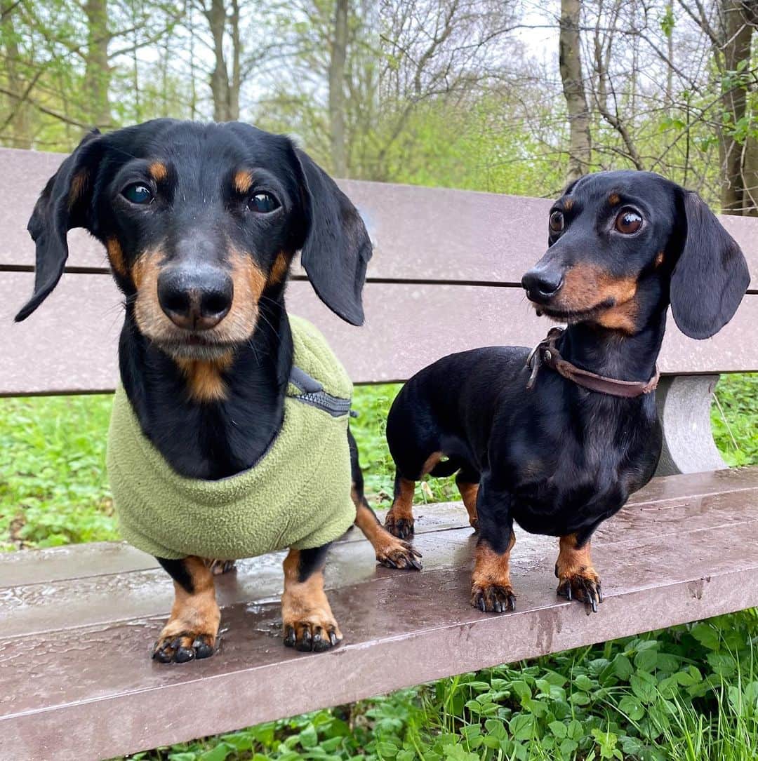 Crusoe the Celebrity Dachshundのインスタグラム：「“Guess who! It’s Crusoe & Loulou!! Not sure who’s more starstruck, but I’ve always wanted to meet the adorable @loulouminidachshund and finally did!” ☺️ ~ Crusoe」
