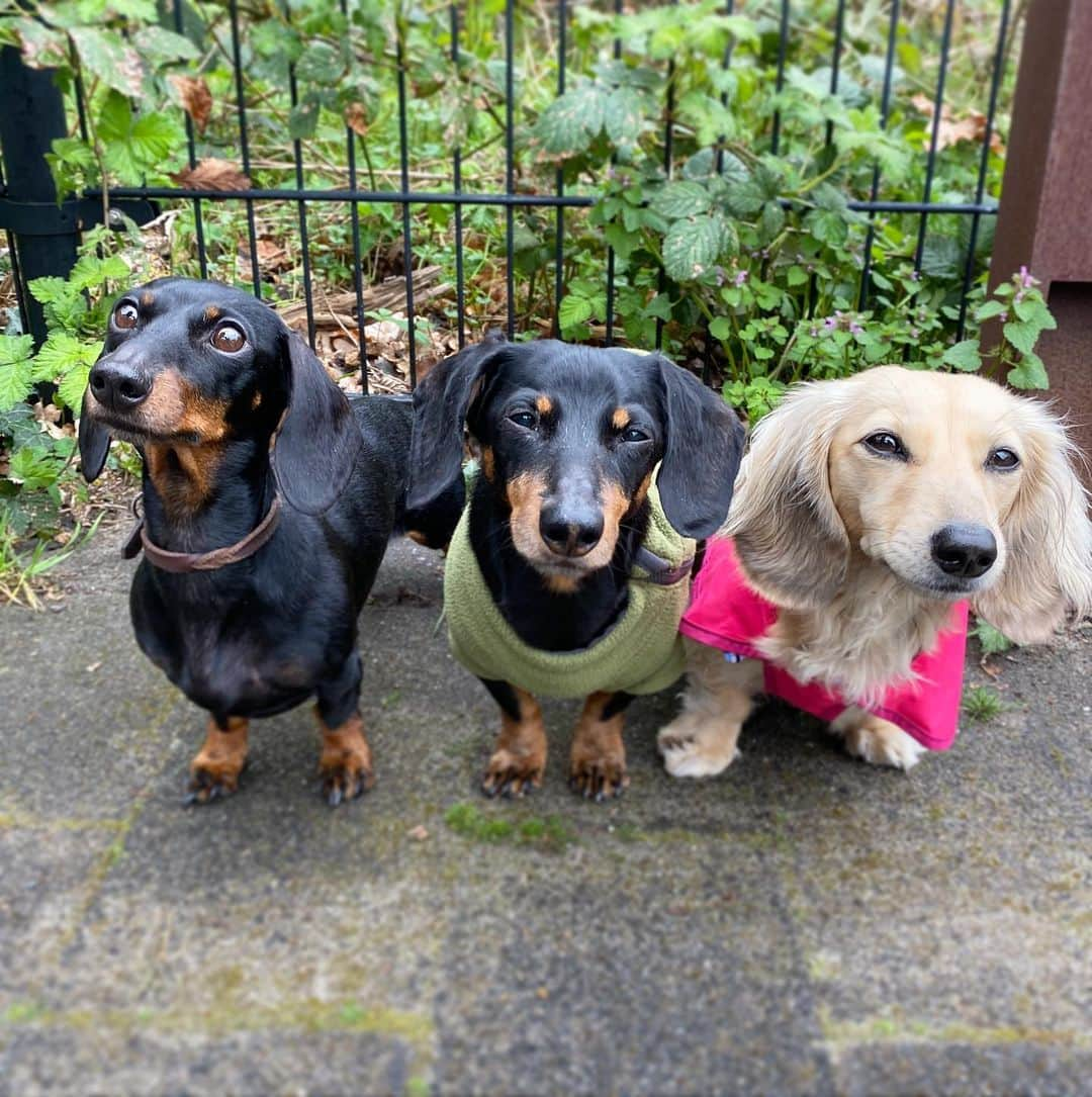 Crusoe the Celebrity Dachshundさんのインスタグラム写真 - (Crusoe the Celebrity DachshundInstagram)「“Guess who! It’s Crusoe & Loulou!! Not sure who’s more starstruck, but I’ve always wanted to meet the adorable @loulouminidachshund and finally did!” ☺️ ~ Crusoe」4月23日 1時04分 - crusoe_dachshund