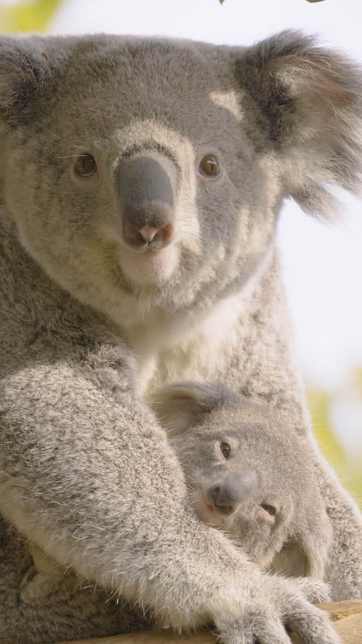 San Diego Zooのインスタグラム：「We are grateful for this beautiful planet we call home and all of the life that inhabits it. Your support makes all that we do for nature around the world possible. 🌎   #EarthDay #AlliesForWildlife #SanDiegoZoo」