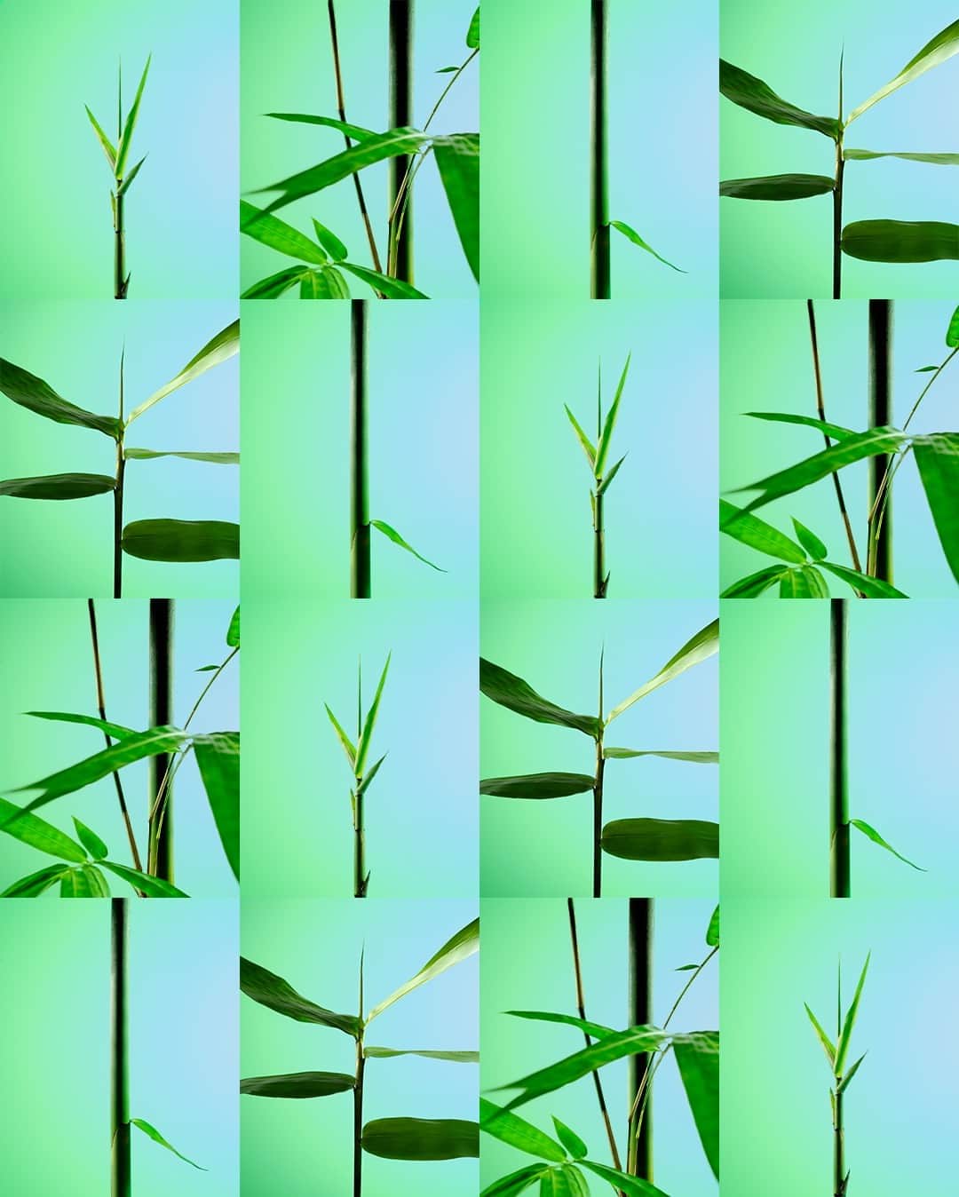 ジョン ハーディーのインスタグラム：「To build a forest, you begin by planting 1 bamboo at a time.」