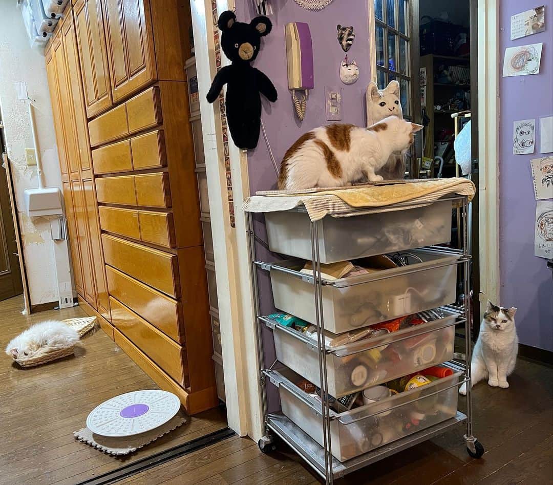 のインスタグラム：「深夜の冒険｡ Midnight adventure 魔王が寝てる間に…  #うちの猫ら #猫 #ねこ #ニャンスタグラム #にゃんすたぐらむ #ねこのきもち #okaki #mikeko #cat #ネコ #catstagram #ネコ部 http://kachimo.exblog.jp」