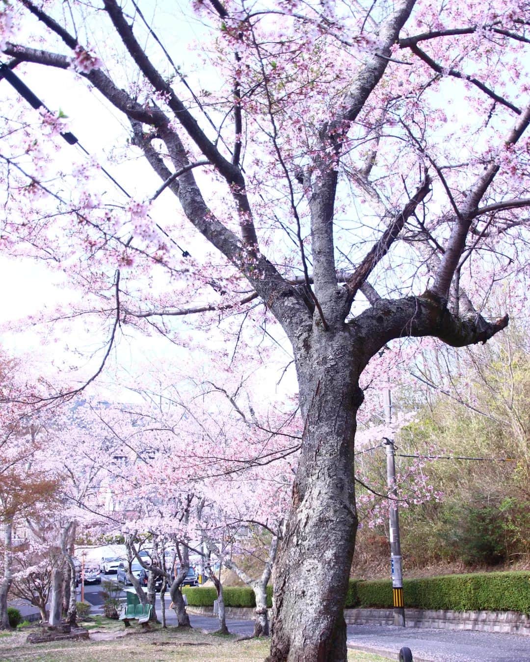 Satomiさんのインスタグラム写真 - (SatomiInstagram)「.  . 2023.4.23* . 桜と桜餡ぱん🌸 . efeさんの桜餡パン、大好きです。 私、もともとそんなに桜餡って 得意ではなくて٠٠٠💦 でも、これは別！！ めっちゃ好きなんです。 餡の中に置かれたサワーチェリーが 丁度良い酸味と爽やかさを演出✨ 今年のはまたもう一段階進化していて、 いっそう好き度が増しました🌸🌸 . 写真最初の5枚は、うちの近所で📸 後半5枚は世羅の桜。 やっぱり世羅の方が少し咲くのが遅いです。 満開ではなかったけれどちょうど見頃で、 気持ち良くお花見できました🌸 . 息子の用事で世羅まで行ったのですが、 お世話になった先生方や友達にも会えて 良い時間を過ごしていました。 . 息子、高校を卒業しましたが、 またもう1年受験生やってます。 行きたいところ1本に絞っての受験、 ダメならもう1年と決めての受験。 覚悟の上とはいえ、結果が出て2日間は さすがに落ち込んでいました。 でも、すっかり気持ちも切り替えています。 なので、お気遣い無用です。←息子より👦 行ける所へ行くんじゃなくて 自分が行きたいと思う所へいけばいい。 しっかり頑張りんさい！ ↑この反応が一番ありがたかったよう。 . というわけで、お弁当4つ生活開始。 お米の減り方が半端なく٠٠٠😱💦 でも、もしかしたらそれもこの1年限定かも。 そう思うとやる気スイッチONです。 オットと息子用にはお弁当箱も新調して 私の気分を上げさせていただいています✨ いつも行方不明のやる気スイッチ٠٠٠ 突如OFFになりませんように。 ↑ありがち😅 . . #桜 #お花見 #花見 #桜餡ぱん  #桜あんパン #efeさんのパン  #お花見パン #ピンクの絨毯  #世羅 #世羅町 #パン工房efe  #sakura #hiroshima #japan  #sera #cherryblossom  . .」4月23日 1時27分 - satomi614