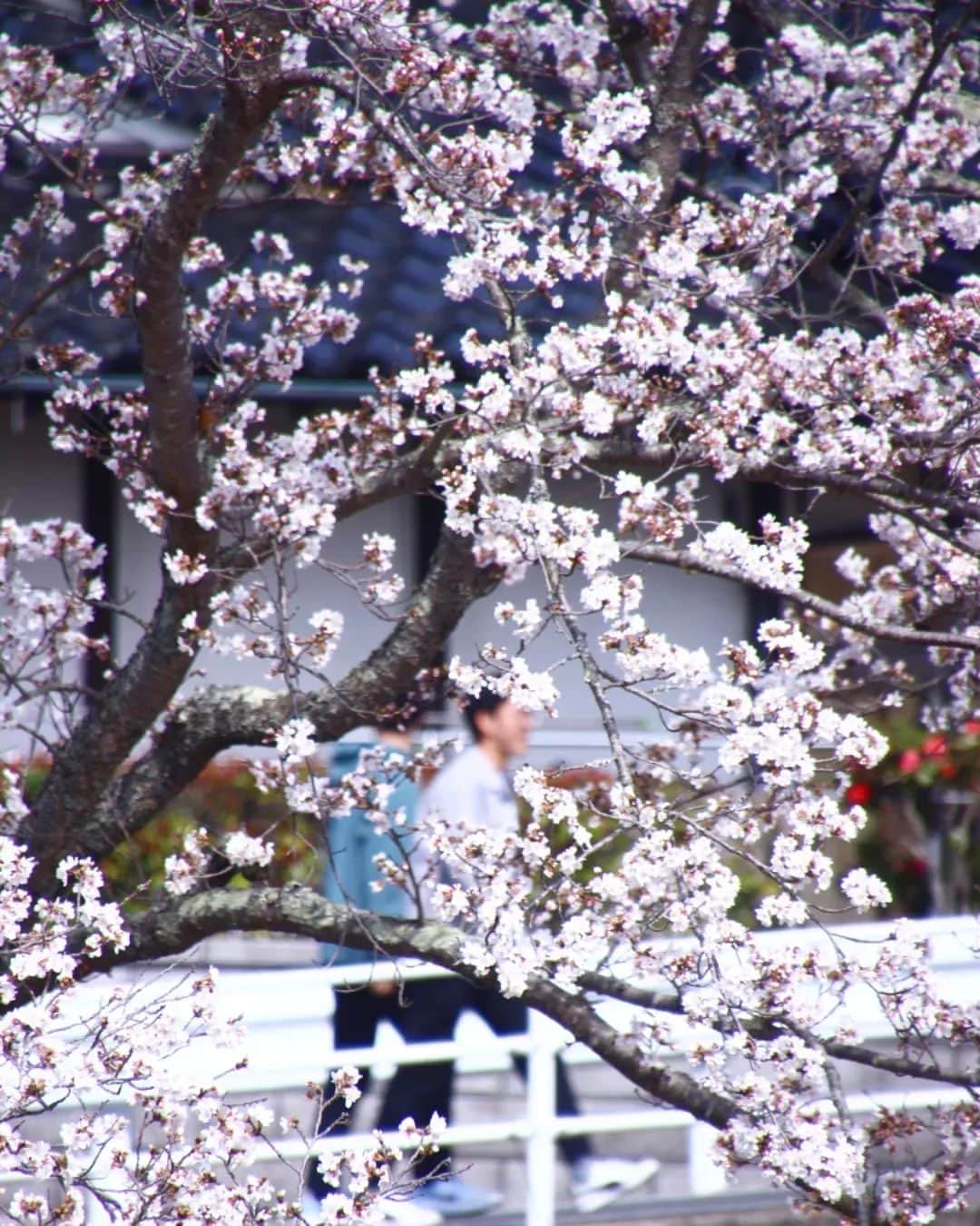 Satomiさんのインスタグラム写真 - (SatomiInstagram)「.  . 2023.4.23* . 桜と桜餡ぱん🌸 . efeさんの桜餡パン、大好きです。 私、もともとそんなに桜餡って 得意ではなくて٠٠٠💦 でも、これは別！！ めっちゃ好きなんです。 餡の中に置かれたサワーチェリーが 丁度良い酸味と爽やかさを演出✨ 今年のはまたもう一段階進化していて、 いっそう好き度が増しました🌸🌸 . 写真最初の5枚は、うちの近所で📸 後半5枚は世羅の桜。 やっぱり世羅の方が少し咲くのが遅いです。 満開ではなかったけれどちょうど見頃で、 気持ち良くお花見できました🌸 . 息子の用事で世羅まで行ったのですが、 お世話になった先生方や友達にも会えて 良い時間を過ごしていました。 . 息子、高校を卒業しましたが、 またもう1年受験生やってます。 行きたいところ1本に絞っての受験、 ダメならもう1年と決めての受験。 覚悟の上とはいえ、結果が出て2日間は さすがに落ち込んでいました。 でも、すっかり気持ちも切り替えています。 なので、お気遣い無用です。←息子より👦 行ける所へ行くんじゃなくて 自分が行きたいと思う所へいけばいい。 しっかり頑張りんさい！ ↑この反応が一番ありがたかったよう。 . というわけで、お弁当4つ生活開始。 お米の減り方が半端なく٠٠٠😱💦 でも、もしかしたらそれもこの1年限定かも。 そう思うとやる気スイッチONです。 オットと息子用にはお弁当箱も新調して 私の気分を上げさせていただいています✨ いつも行方不明のやる気スイッチ٠٠٠ 突如OFFになりませんように。 ↑ありがち😅 . . #桜 #お花見 #花見 #桜餡ぱん  #桜あんパン #efeさんのパン  #お花見パン #ピンクの絨毯  #世羅 #世羅町 #パン工房efe  #sakura #hiroshima #japan  #sera #cherryblossom  . .」4月23日 1時27分 - satomi614