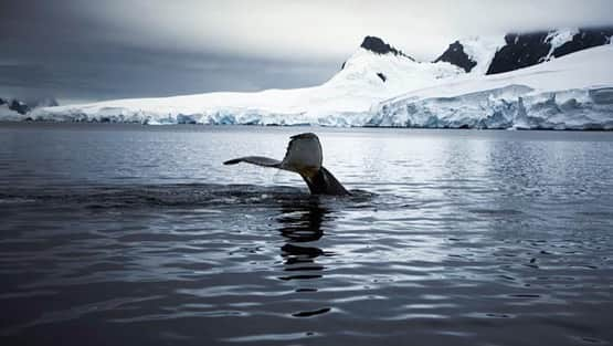 オーランド・ブルームさんのインスタグラム写真 - (オーランド・ブルームInstagram)「On this #EarthDay, I’m thinking back to my six week trip to Antarctica — where I got to experience firsthand how remarkable and fragile our planet is w/ my cousin Sebastian Copeland🌏🙏  📸 @copelandadventures」4月23日 2時40分 - orlandobloom