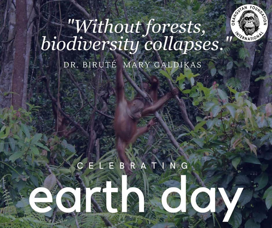 OFI Australiaのインスタグラム：「This #EarthDay, we remind you that #OFI is diligently working to protect and conserve orangutans and their tropical rainforest habitat. Learn more at by visiting our website. The link is in our bio. https://orangutanfoundation.org.au/ #earthday2023 #earthdayeveryday」