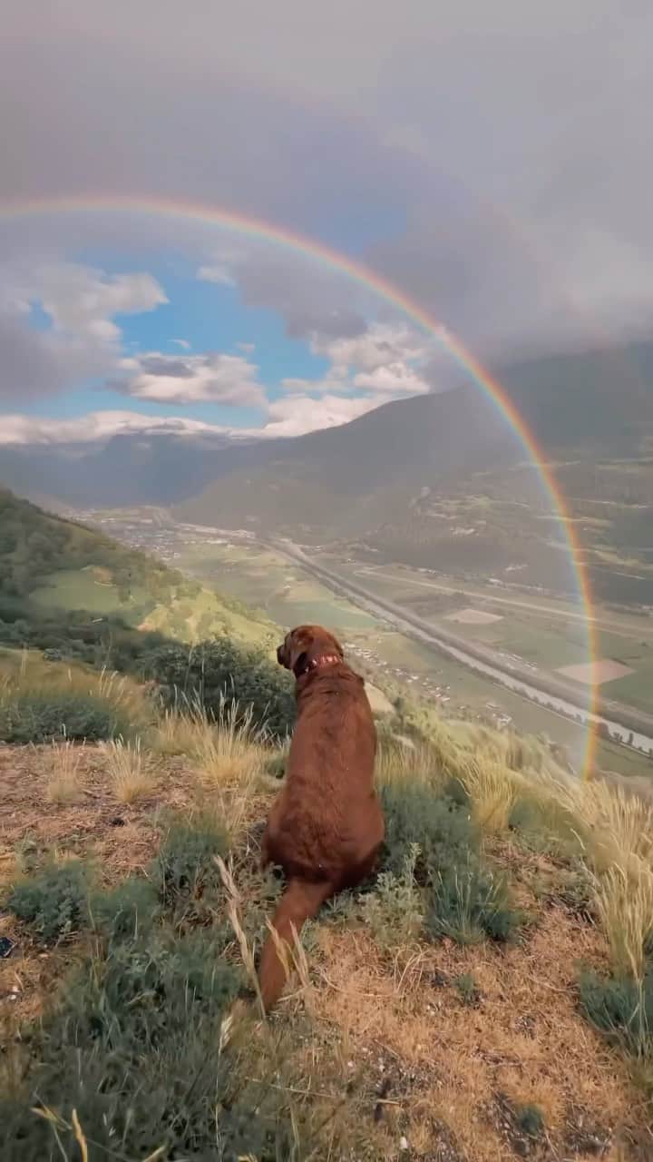 World of Labradors!のインスタグラム：「Happy Earth Day! 🌍🌈⛰ - @dogswiss Never stay inside just because it’s raining, you never know when you’ll be rewarded with a rainbow!」