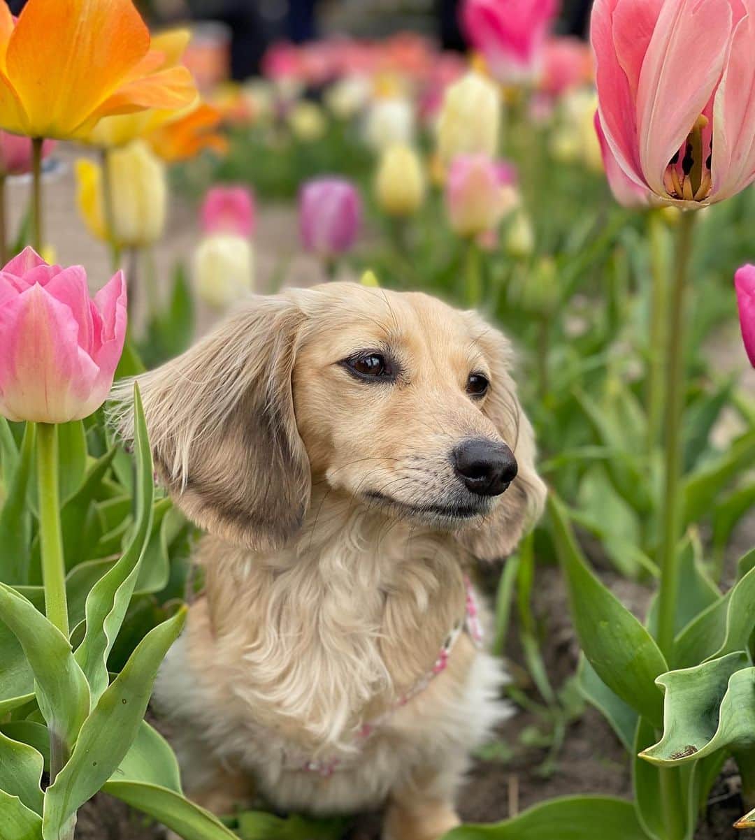 Crusoe the Celebrity Dachshundさんのインスタグラム写真 - (Crusoe the Celebrity DachshundInstagram)「“Not everything in nature is as beautiful as a tulip, but it all still deserves our love & care. Happy #EarthDay from the tulip fields of Holland!”🌷 ~ Crusoe」4月23日 4時42分 - crusoe_dachshund