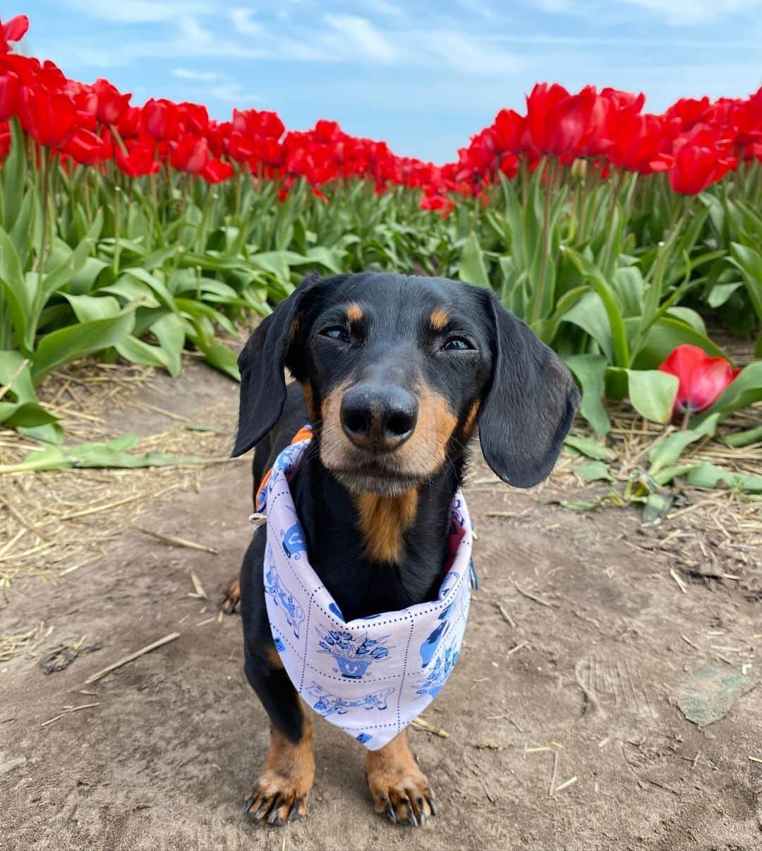 Crusoe the Celebrity Dachshundのインスタグラム：「“Not everything in nature is as beautiful as a tulip, but it all still deserves our love & care. Happy #EarthDay from the tulip fields of Holland!”🌷 ~ Crusoe」