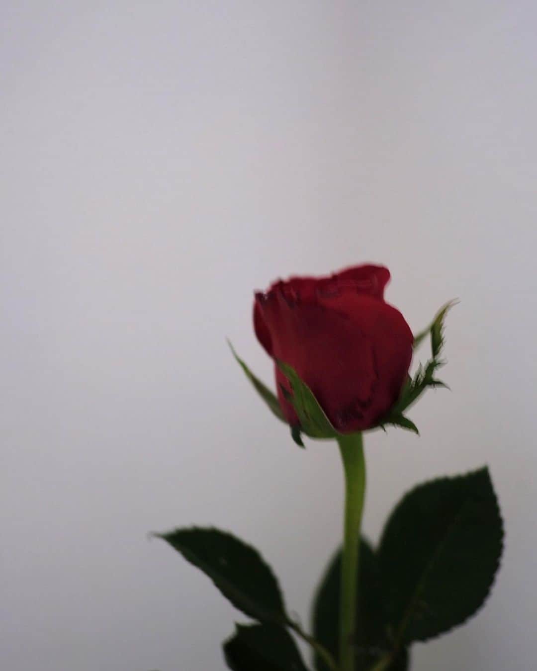 米田有希さんのインスタグラム写真 - (米田有希Instagram)「Mi tercera hija me regaló esta rosa. 🌹Además esta rosa era un premio de concurso de mates. Ella no le gusta mucho mates, pero estos meses ha trabajado mucho y en reunión de la semana pasada su tutor me dijo que ha mejorado mucho que antes. Estoy muy contenta este regalo por que es ha ganado por sus trabajos duros.  #santjordi」4月23日 6時14分 - akiyoneda