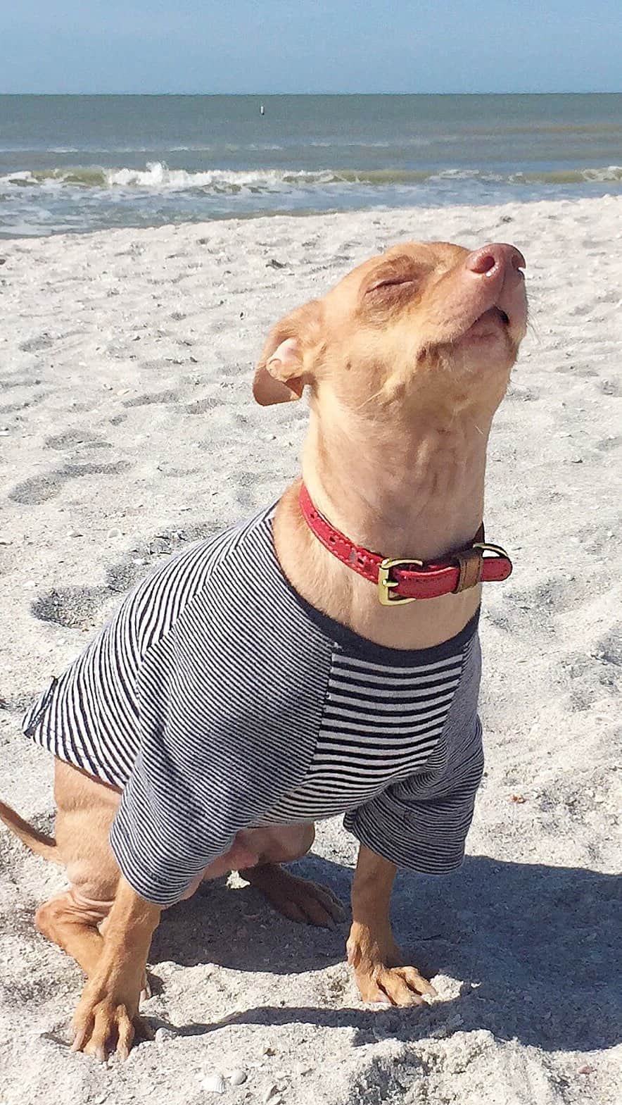 Tuna {breed:chiweenie} のインスタグラム：「Seeing my beautiful boy enjoying this beautiful earth makes me SO HAPPY! #happyearthday #servetheearth #protecttheearth」