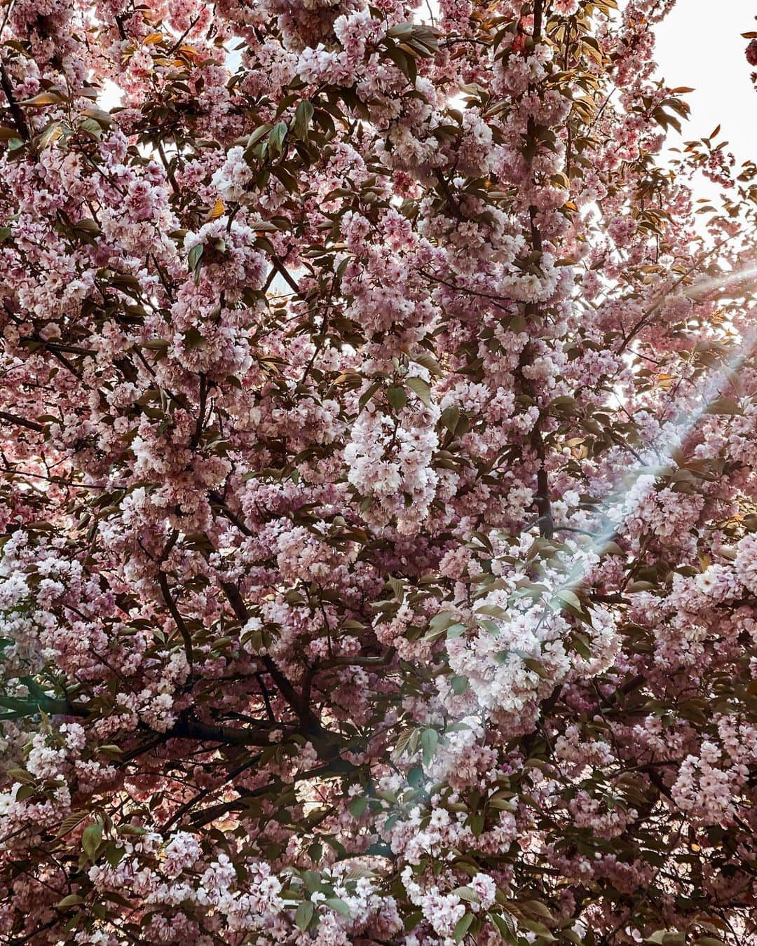 サマンサウィルスのインスタグラム：「A few snaps from little evening wander through Central Park. The season has switched, and spring is here. 🌸  1.	Sunlight through the cherry blossoms.  2.	The Plaza Hotel from across the park.  3.	Definitely the most photographed Cherry Blossom in the park... I sat behind this artist and watched him paint for a while. He just painted the nature he saw, not the people. It was lovely.  4.	This rock that feels like a nature hike that opens up to an NYC skyline.  5.	Stillness on the edge of the park.  6.	Beneath the blooms.  7.	Leaving the park, it is always crazy to me that it can be a bustling cityscape if you look one way and total serene wilderness the other way. The magic of this nature paradise in the middle of the concrete jungle.  8.	The cutest sundae truck!   "New York's Central Park is more than just a park; it's a living, breathing masterpiece, a refuge from the concrete jungle that surrounds it." – Unknown  xx」