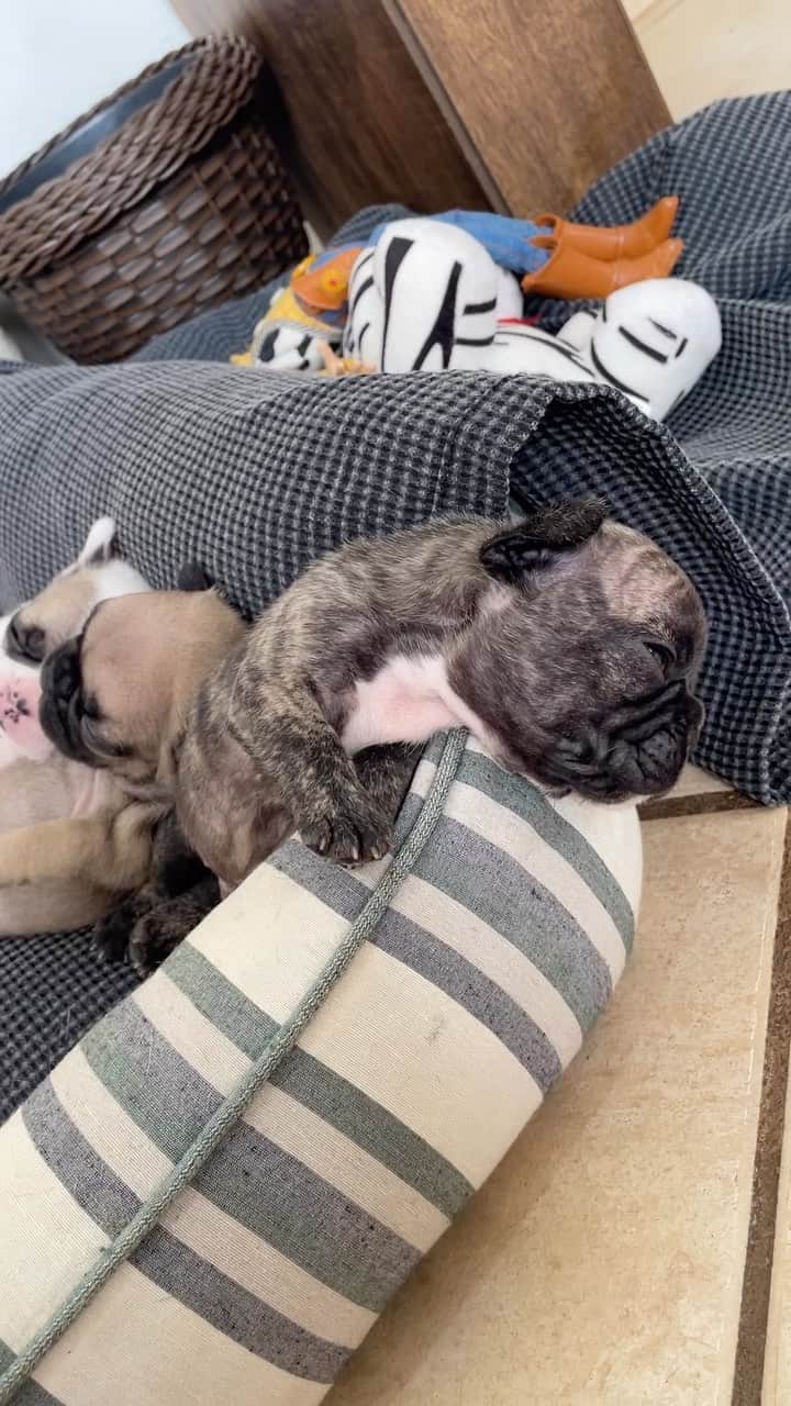 Regeneratti&Oliveira Kennelのインスタグラム：「Sleeping in: the pup-approved weekend activity. 😴🐶」