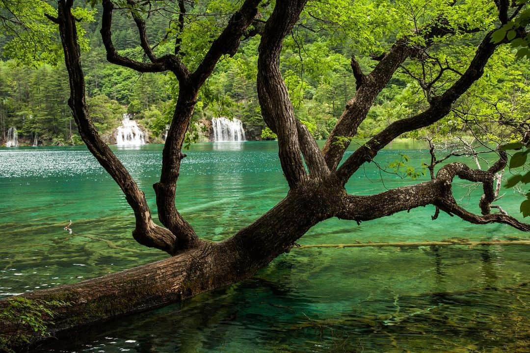 Michael Yamashitaさんのインスタグラム写真 - (Michael YamashitaInstagram)「Happy Earth Day! We celebrate with photographs from Jiuzhaigou, China’s most popular and best run National Park. Famous for its otherworldly beauty, glacier fed crystal clear, emerald waters cascade down in a series of lakes, ponds, rivers, streams and rivulets punctuated by waterfalls. A UNESCO World Heritage, the United Nations called it “the most biologically diverse temperate zone in the world.” #earthday #jiuzhaigou #jiuzhaigounationalpark #sichuan #china」4月23日 7時36分 - yamashitaphoto