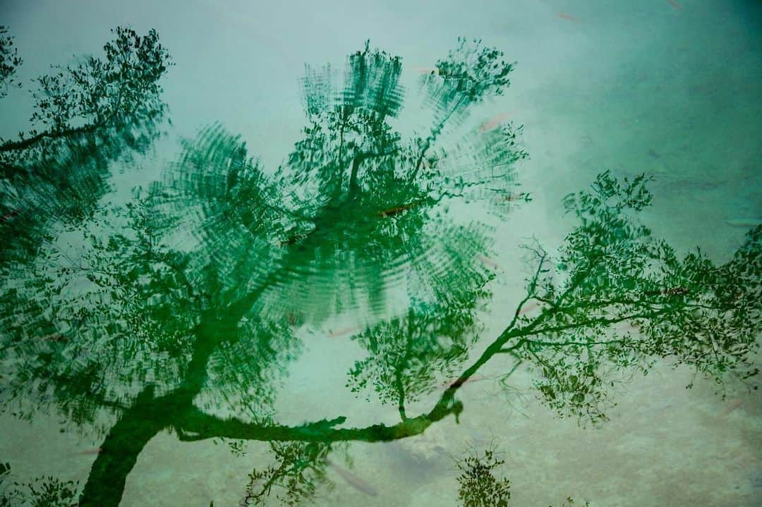 Michael Yamashitaさんのインスタグラム写真 - (Michael YamashitaInstagram)「Happy Earth Day! We celebrate with photographs from Jiuzhaigou, China’s most popular and best run National Park. Famous for its otherworldly beauty, glacier fed crystal clear, emerald waters cascade down in a series of lakes, ponds, rivers, streams and rivulets punctuated by waterfalls. A UNESCO World Heritage, the United Nations called it “the most biologically diverse temperate zone in the world.” #earthday #jiuzhaigou #jiuzhaigounationalpark #sichuan #china」4月23日 7時36分 - yamashitaphoto