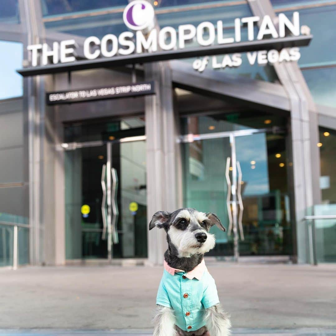 Remix the Dogさんのインスタグラム写真 - (Remix the DogInstagram)「I left my heart in #Vegas… and my money 💴🥹 @Vegas #MeanwhileinVegas #ad   #dogsofinstagram #schnauzer #dogfriendlyhotel #travelingwithdogs #weeklyfluff #barked」4月23日 7時39分 - remixthedog