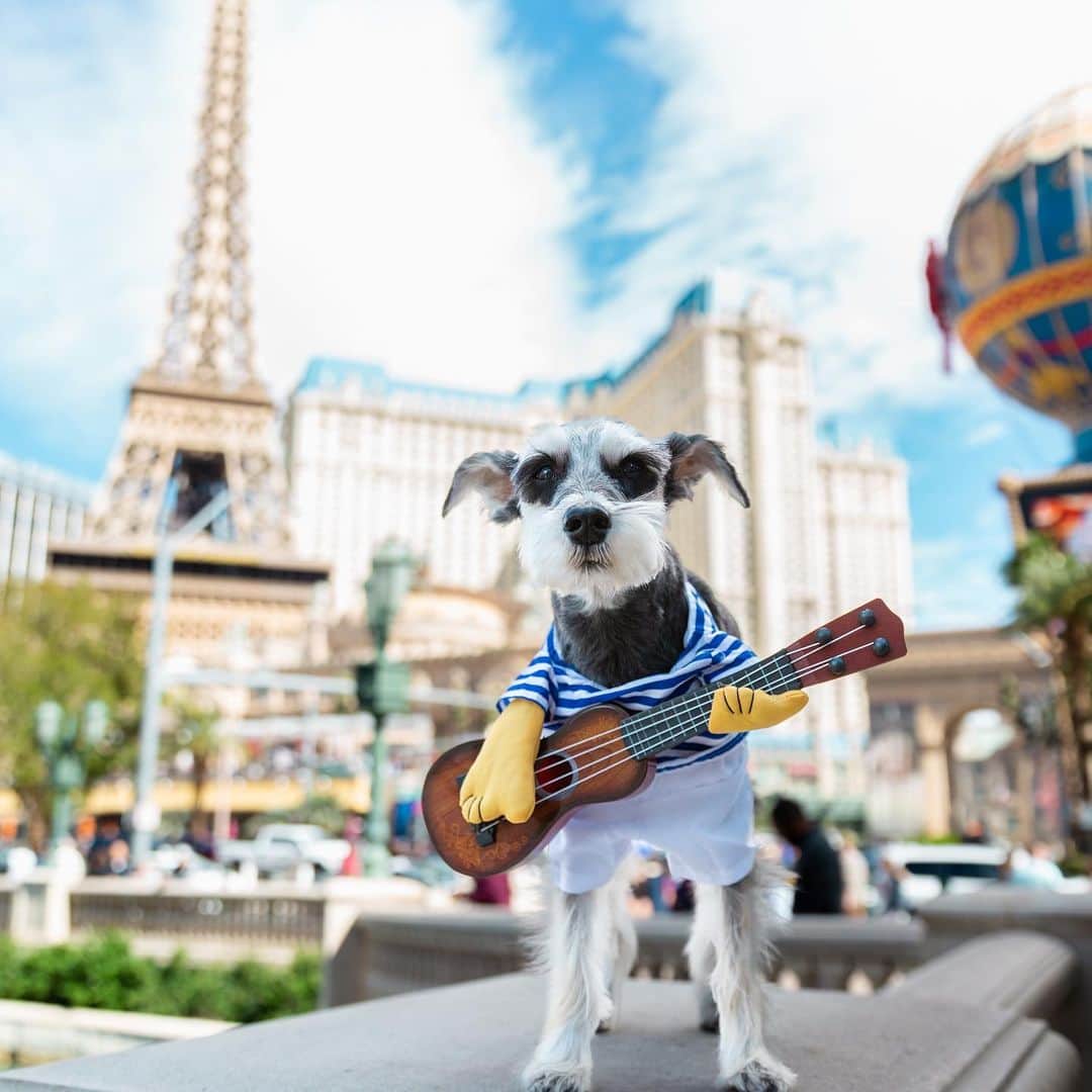 Remix the Dogのインスタグラム：「I left my heart in #Vegas… and my money 💴🥹 @Vegas #MeanwhileinVegas #ad   #dogsofinstagram #schnauzer #dogfriendlyhotel #travelingwithdogs #weeklyfluff #barked」