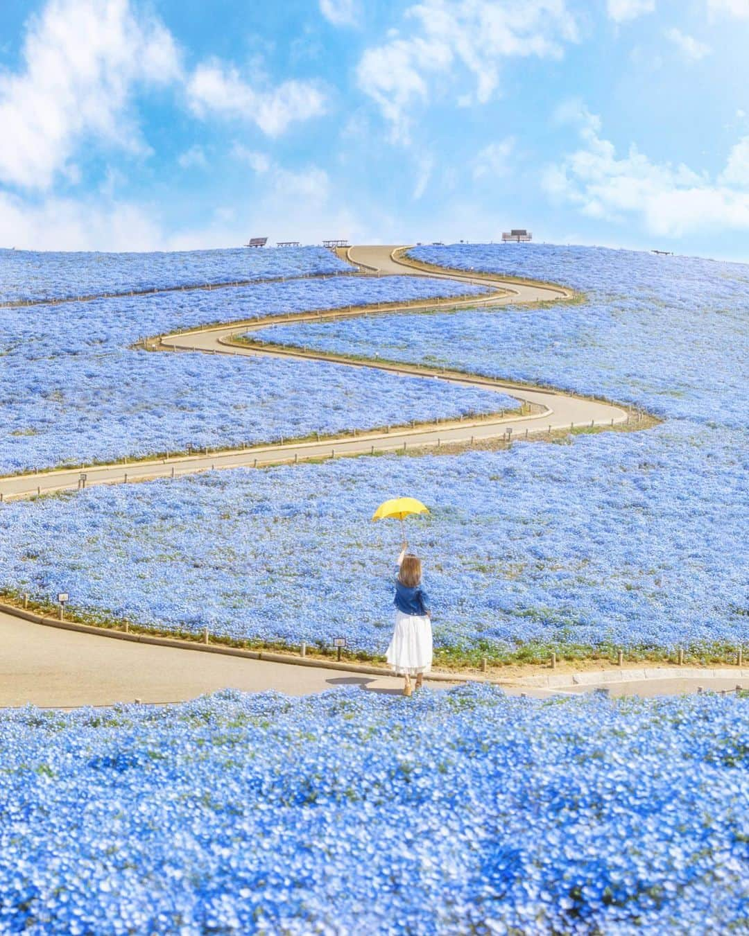 ももせゆきのインスタグラム：「💙 ネモフィラの丘の絶景💙💙💙 この場所は春も秋も素敵な絶景が広がってるのでぜひ秋にも行ってみてください✨ 数年前撮ったものだけど、また体力あったらいつか開園ダッシュしよう🏃‍♂️🏃‍♀️   ひたちなかのお土産でほっしーも🍠っていう干し芋パイ最近いただいたんだけど美味しかったからそれもぜひ食べてみてください✨  location📍国営ひたち海浜公園／茨城県 @yurie.0101  モデルありがとう💛  #ネモフィラ #nemophila  #青の世界 #babyblueeyes  #ひたち海浜公園  #国営ひたち海浜公園  #茨城観光 #日本の絶景  #daily_photo_jpn  #team_jp_ #japan_daytime_view #genic_mag #IGersJP #retrip_nippon #hubsplanet  #カメラ女子 #カメラ好きな人と繋がりたい #ファインダー越しの私の世界 #tokyocameraclub #awesome_earthpix  #タビジョ#art_of_japan_ #hellofrom #japan_of_insta#写真撮ってる人と繋がりたい#beautifuldestinations #canon_photos  #thetunneloflove #lovers_nippon  #eclectic_shotz」