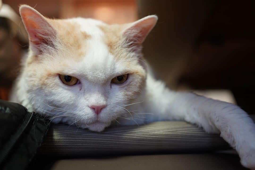 みかんのインスタグラム：「.  ははは😂 悪い顔！  #レモン #cat #catstagram  #ねこ  #ねこすたぐらむ  #ねこのいる生活」