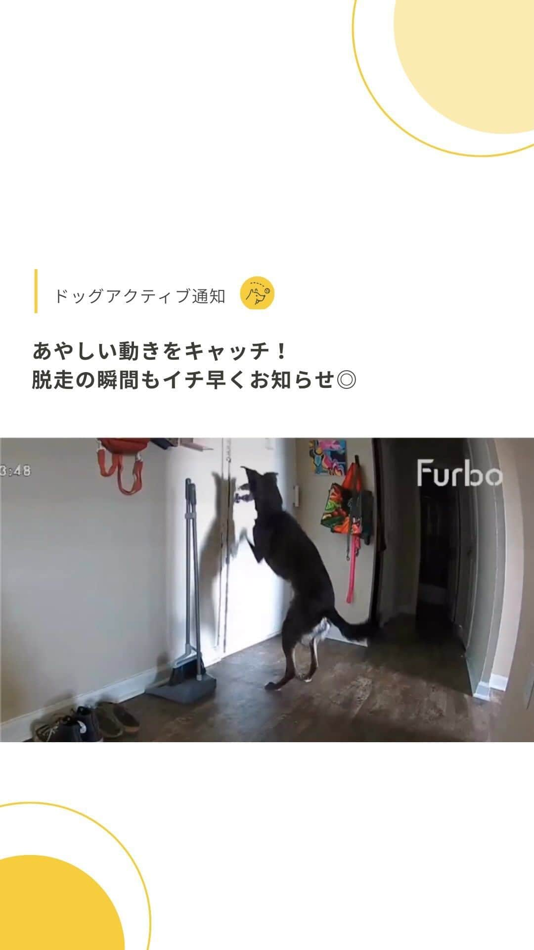 Furbo ドッグカメラのインスタグラム