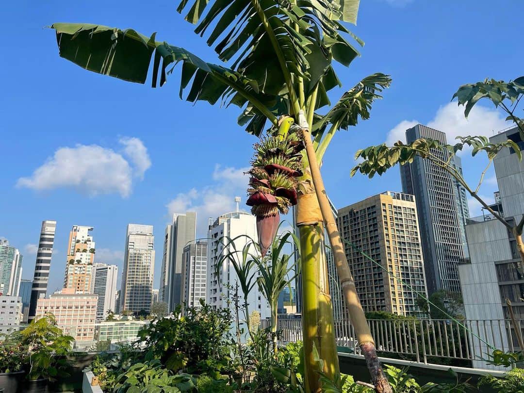 Amata Chittaseneeさんのインスタグラム写真 - (Amata ChittaseneeInstagram)「Happy 2nd Anniversary to #pearypieskygarden 🎉 We’re blessed with the urban green space in Bangkok, Thailand. It’s been a lot of hard work and we love what nature has taught us 🥰 Can’t wait to share more of this beautiful journey with all of you! Thank you for being so supportive in every single way!  Love u ❤️」4月23日 17時42分 - pearypie