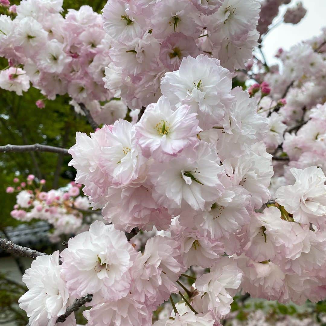 大島璃音さんのインスタグラム写真 - (大島璃音Instagram)「.  八重桜など様々な種類の桜を 楽しむことが出来ました🌸  また、やってみたかった写経や 記念御朱印など、、、 初めて参拝させていただいた仁和寺で 大満足の時間を過ごすことが出来ました🪷  #仁和寺　#京都旅行 #お花見  #御朱印　#写経」4月23日 17時46分 - rinon_ohshima