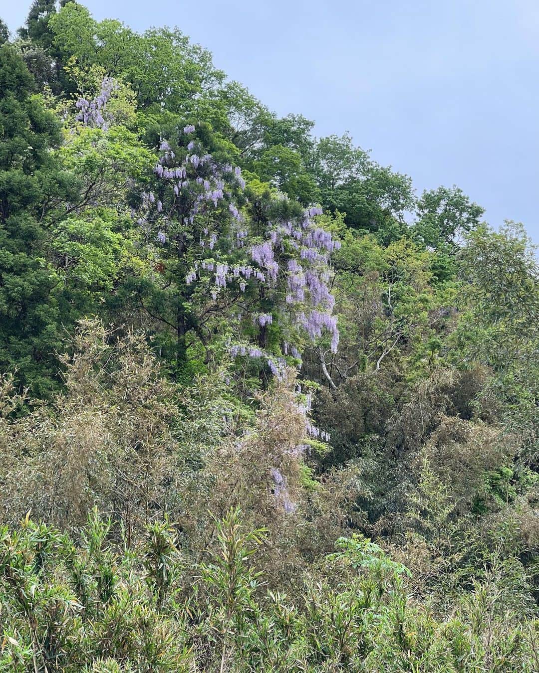 吉家章人さんのインスタグラム写真 - (吉家章人Instagram)「子バッタがハルジオンにとまってる。 山に咲く自然の藤の花。 田植え前の田んぼ。 春だねえ。  よし、明日からまた情熱的な日々。 #ハルジオン #子バッタ #藤の花 #田んぼ」4月23日 17時53分 - akihitoyoshiie
