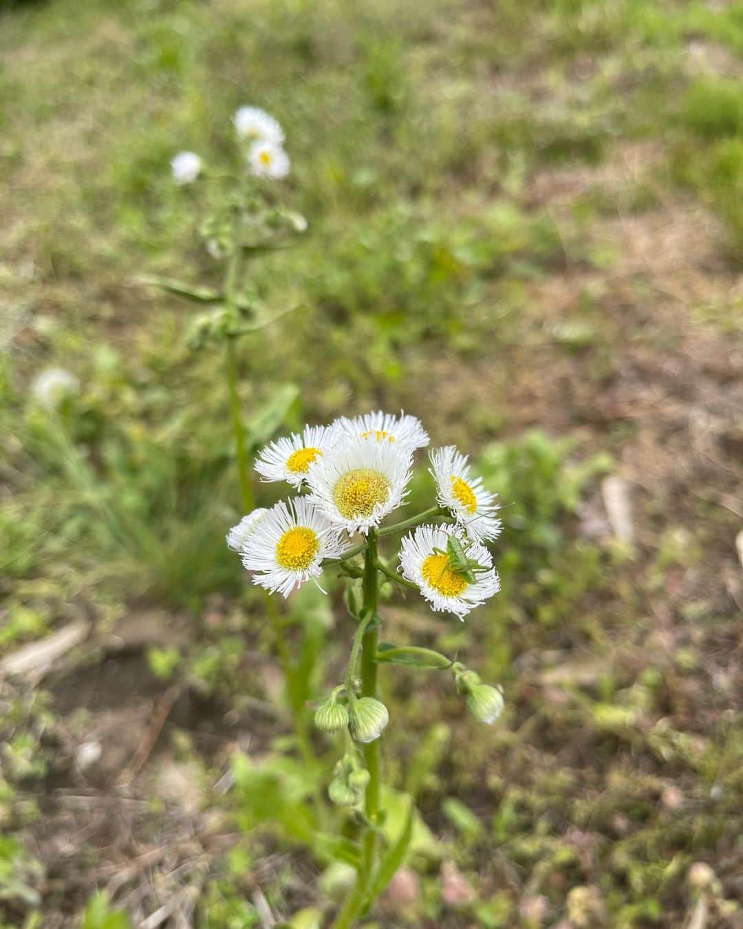 のインスタグラム：「子バッタがハルジオンにとまってる。 山に咲く自然の藤の花。 田植え前の田んぼ。 春だねえ。  よし、明日からまた情熱的な日々。 #ハルジオン #子バッタ #藤の花 #田んぼ」
