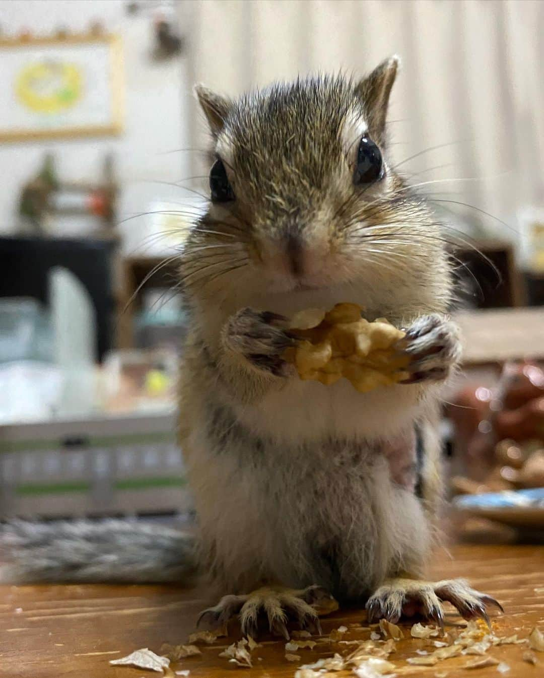 peace_0322さんのインスタグラム写真 - (peace_0322Instagram)「#リス#シマリス#インコ#マメルリハインコ#ふわもこ部 今日は🐿️🐦一緒にモグモグしたね😋」4月23日 18時21分 - peace_0322