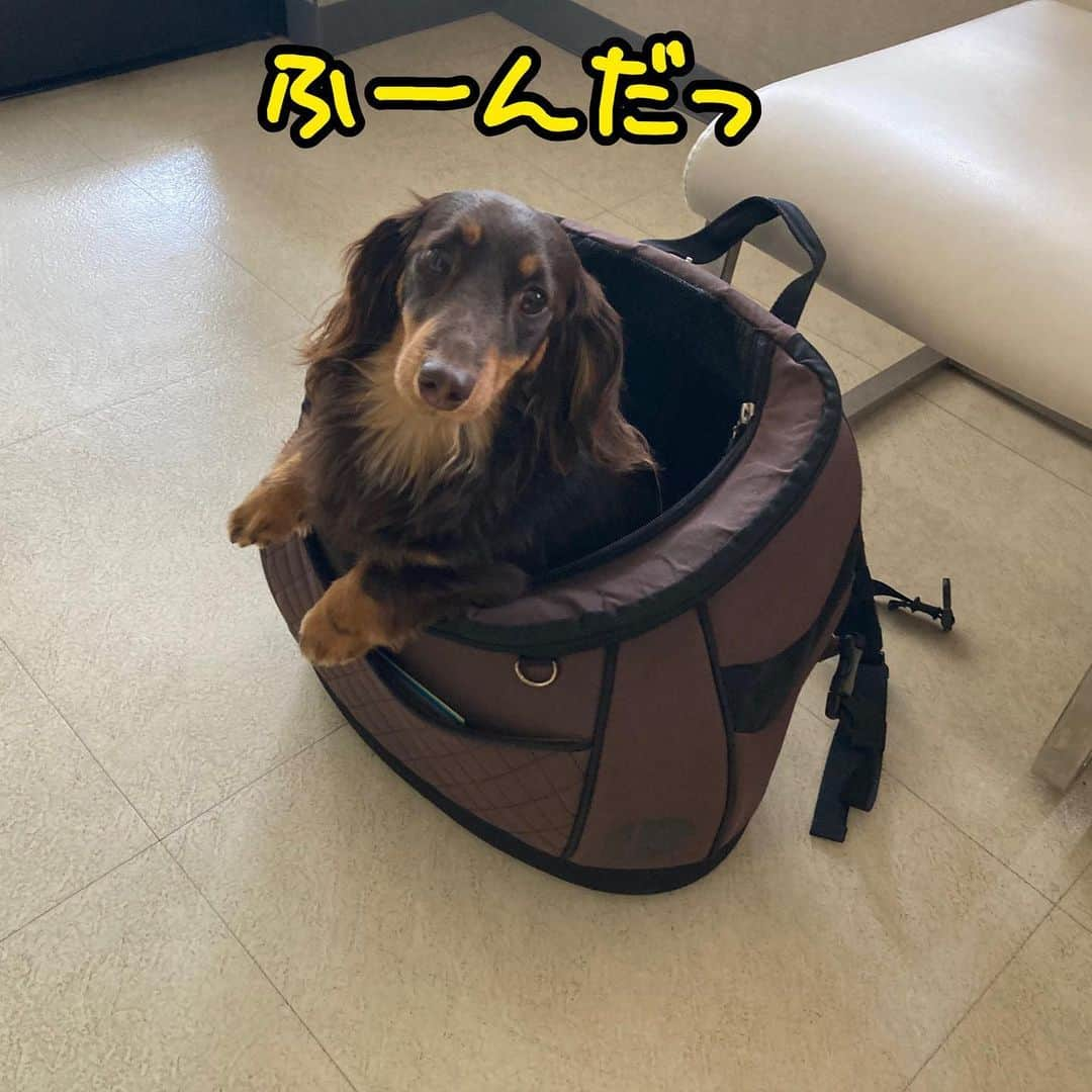 メルロコ一家の楽屋裏さんのインスタグラム写真 - (メルロコ一家の楽屋裏Instagram)「病院送り犬。#詳しくは後ほどブログで #メルロコ一家の横須賀ストーリー #行動読めない14ヶ月#ぐり」4月23日 18時45分 - merulocomocodon