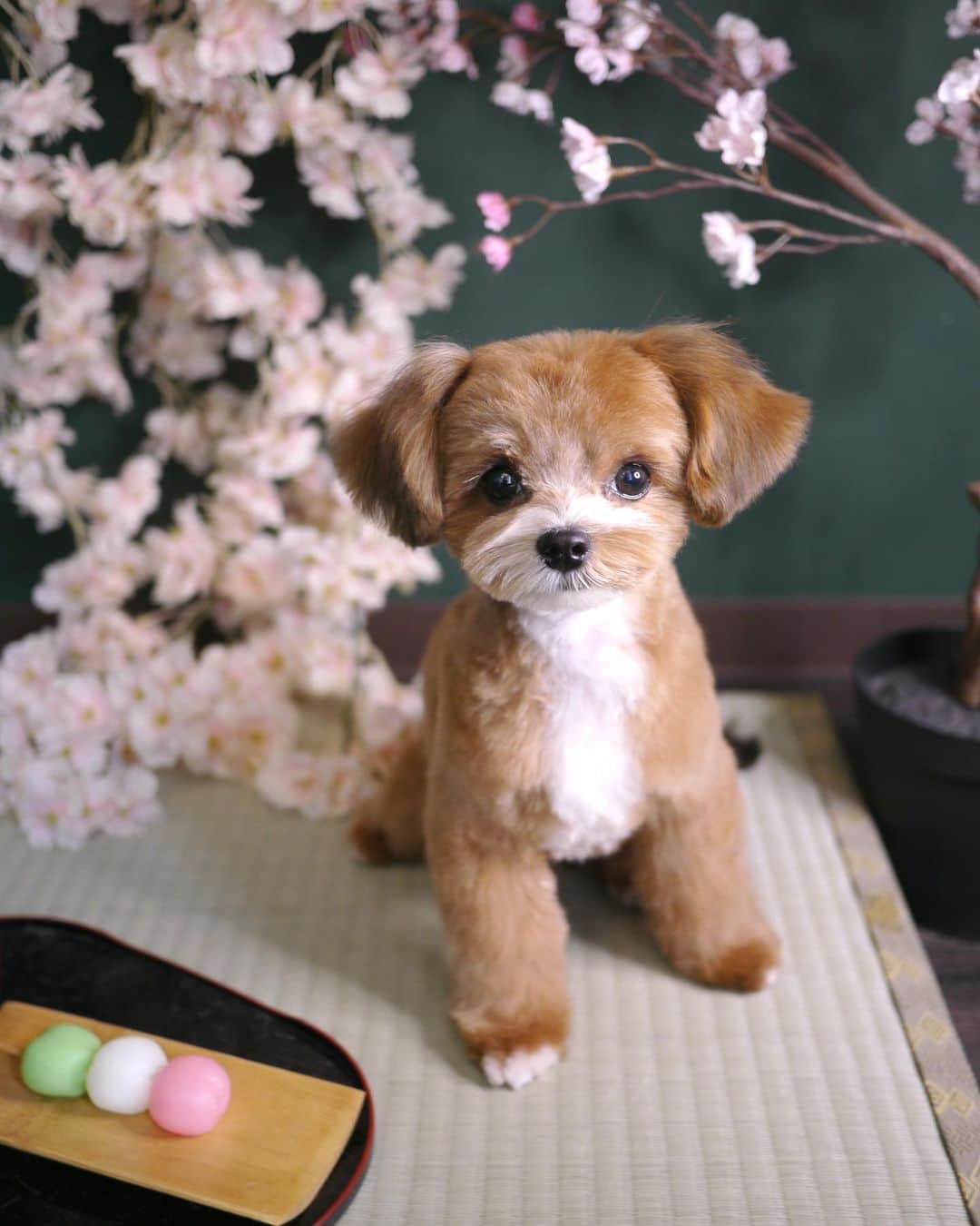 doghug (ドッグハグ) 豊洲本店のインスタグラム