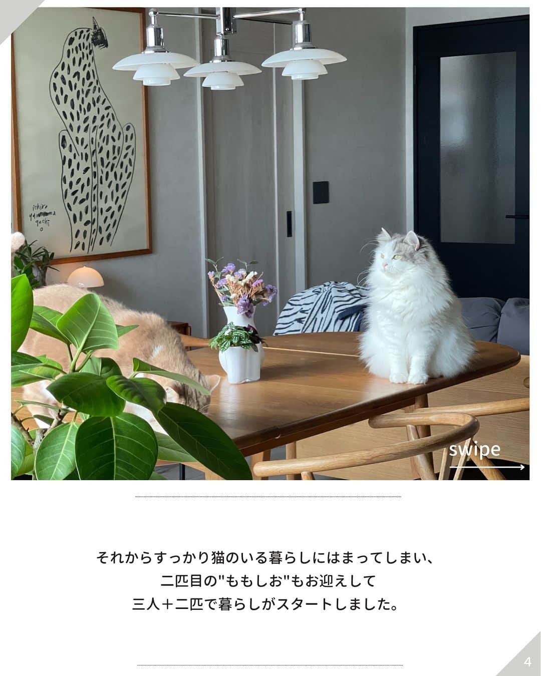 ムクリ［mukuri］さんのインスタグラム写真 - (ムクリ［mukuri］Instagram)「大好きなインテリアを楽しみながら猫と暮らす幸せ（mamikotsudoさん／今までもこれからも。ずっと大切にしたいもの）  今回は @mamikotsudo さんのお話です。 ＿＿＿＿＿＿＿＿＿＿＿＿＿＿＿  私がこの「可愛い生きもの」と出会ったのは四年前のこと。  ふと訪れたペットショップで 一目惚れしたのが"ぶりしお"でした。  ぶりしおは石垣島のペットショップで 大きくなるまで過ごした後 沖縄本島に引き取られてきたところでした。  当時ペットを飼う予定もなかった私たち。 連れ帰りたい気持ちもありつつ 一旦思い止まり帰ろうとしたところ 夫が「飼えなくてごめんね、ごめんね」とお店で号泣しはじめて。  あんまりに泣くので うちの子にお迎えすることに（笑 ） そのことをわかっているのか ぶりしおは夫が大好きなのです。  それからすっかり 猫のいる暮らしにはまってしまい 二匹目の"ももしお"もお迎えして 三人＋二匹で暮らしがスタートしました。  インテリア好きな私が 猫と暮らす上で大切にしてるのは  「猫も私もお気に入りなこと」 。  インテリアに合わないものは置きたくないので、キャットタワーや爪研ぎも何回も失敗して今のスタイルに落ち着いています。  カリモクキャットのタワーは 機能性はもちろんその佇まいも美しく 猫たちもお気に入り。 素材もオークがメインの我が家にピッタリでした。  また猫たちが TVボートで遊ぶのが好きだったので TVは撤去してプロジェクターにするなど お互いが暮らしやすく満足できるような家づくりを目指しています。  言うことはきかないし呼んでも来ない。 気まぐれな猫たちですが 気がつくと横にいて、そっと寄り添ってくれることも。  そんな姿にすごく癒され 私の日常の中で大切な時間になっています。 猫のいる暮らし、とてもおすすめです。 ＿＿＿＿＿＿＿＿＿＿＿＿＿＿＿  @mamikotsudo さん、 素敵なお話をありがとうございました。  （編集：megu）  #ムクリコラム大切と3つ #暮らしの中にある私の3つ  ▶コラムはプロフィールのURLよりご覧ください プロフィールはこちらから @mukuri_official ・  –––––––––––––––––– ムクリ公式アカウントでは くらしの中にある"好き"や"コダワリ"を毎日お届け。  インテリア、整理収納から家づくりなど 日常で参考になる情報から サラッと読める短編コラムまで ご紹介していますのでフォローしてぜひご覧ください。 ▶︎ @mukuri_official ・  「 #ムクリ 」のタグもいつも楽しく拝見しています☺️  オリジナルブランドは @daily_mukuri  くらしの中にあったらいいいな、 そんな商品を企画・制作、集めています。 ––––––––––––––––––  #carlhansenandson #マンションリノベーション #magis  #サンゲツクロス #リシェルsi #マンションインテリア #scandinaviandesign #scandinavianhome #リビングインテリア  #scope_japan #マンション暮らし #japandidesign #artek  #インテリア好きな人と繋がりたい #sectodesign #octo4240 #リビングテーブル #北欧モダン #北欧ヴィンテージ#くらしの編集#ムクリ」4月23日 10時00分 - mukuri_official