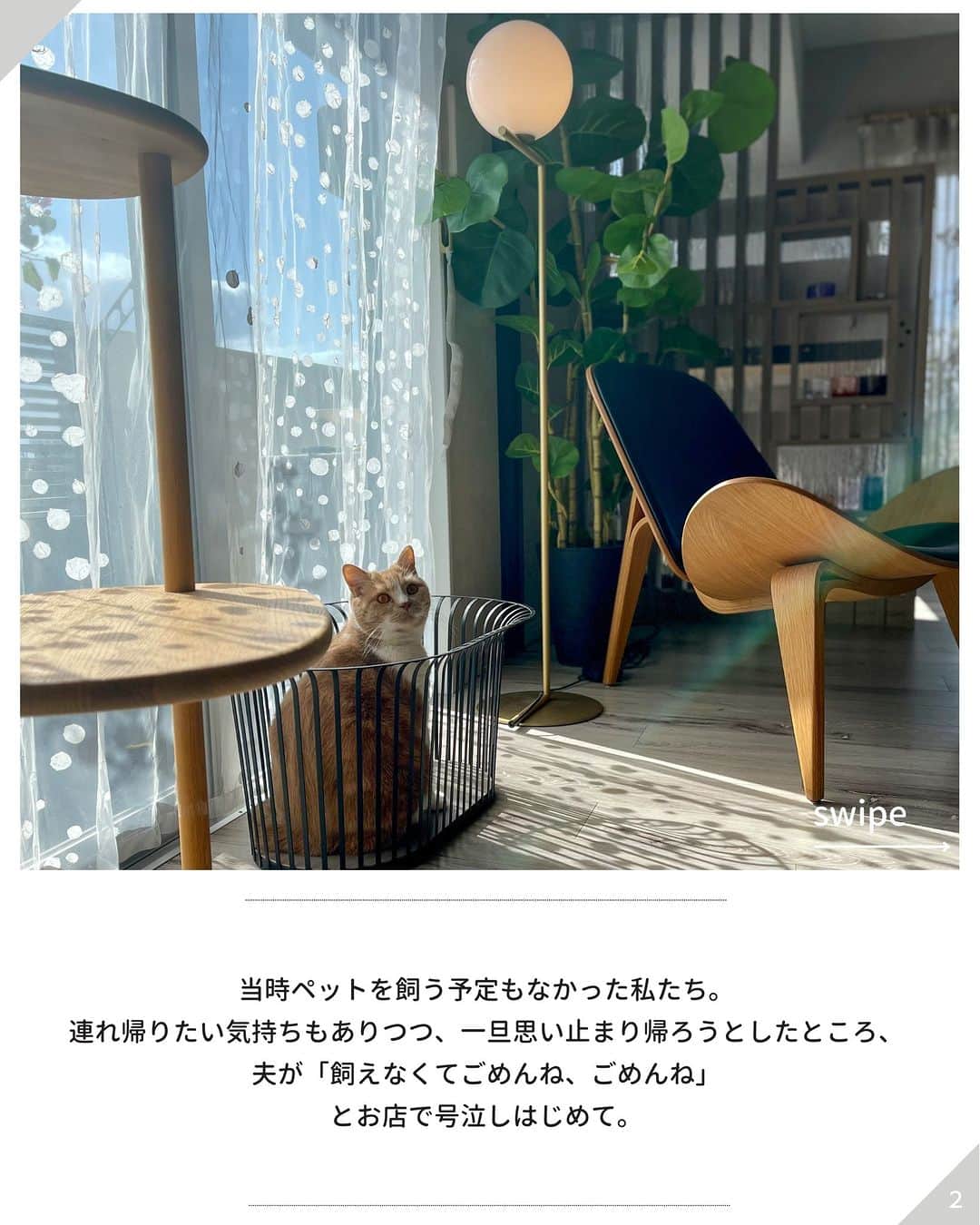 ムクリ［mukuri］さんのインスタグラム写真 - (ムクリ［mukuri］Instagram)「大好きなインテリアを楽しみながら猫と暮らす幸せ（mamikotsudoさん／今までもこれからも。ずっと大切にしたいもの）  今回は @mamikotsudo さんのお話です。 ＿＿＿＿＿＿＿＿＿＿＿＿＿＿＿  私がこの「可愛い生きもの」と出会ったのは四年前のこと。  ふと訪れたペットショップで 一目惚れしたのが"ぶりしお"でした。  ぶりしおは石垣島のペットショップで 大きくなるまで過ごした後 沖縄本島に引き取られてきたところでした。  当時ペットを飼う予定もなかった私たち。 連れ帰りたい気持ちもありつつ 一旦思い止まり帰ろうとしたところ 夫が「飼えなくてごめんね、ごめんね」とお店で号泣しはじめて。  あんまりに泣くので うちの子にお迎えすることに（笑 ） そのことをわかっているのか ぶりしおは夫が大好きなのです。  それからすっかり 猫のいる暮らしにはまってしまい 二匹目の"ももしお"もお迎えして 三人＋二匹で暮らしがスタートしました。  インテリア好きな私が 猫と暮らす上で大切にしてるのは  「猫も私もお気に入りなこと」 。  インテリアに合わないものは置きたくないので、キャットタワーや爪研ぎも何回も失敗して今のスタイルに落ち着いています。  カリモクキャットのタワーは 機能性はもちろんその佇まいも美しく 猫たちもお気に入り。 素材もオークがメインの我が家にピッタリでした。  また猫たちが TVボートで遊ぶのが好きだったので TVは撤去してプロジェクターにするなど お互いが暮らしやすく満足できるような家づくりを目指しています。  言うことはきかないし呼んでも来ない。 気まぐれな猫たちですが 気がつくと横にいて、そっと寄り添ってくれることも。  そんな姿にすごく癒され 私の日常の中で大切な時間になっています。 猫のいる暮らし、とてもおすすめです。 ＿＿＿＿＿＿＿＿＿＿＿＿＿＿＿  @mamikotsudo さん、 素敵なお話をありがとうございました。  （編集：megu）  #ムクリコラム大切と3つ #暮らしの中にある私の3つ  ▶コラムはプロフィールのURLよりご覧ください プロフィールはこちらから @mukuri_official ・  –––––––––––––––––– ムクリ公式アカウントでは くらしの中にある"好き"や"コダワリ"を毎日お届け。  インテリア、整理収納から家づくりなど 日常で参考になる情報から サラッと読める短編コラムまで ご紹介していますのでフォローしてぜひご覧ください。 ▶︎ @mukuri_official ・  「 #ムクリ 」のタグもいつも楽しく拝見しています☺️  オリジナルブランドは @daily_mukuri  くらしの中にあったらいいいな、 そんな商品を企画・制作、集めています。 ––––––––––––––––––  #carlhansenandson #マンションリノベーション #magis  #サンゲツクロス #リシェルsi #マンションインテリア #scandinaviandesign #scandinavianhome #リビングインテリア  #scope_japan #マンション暮らし #japandidesign #artek  #インテリア好きな人と繋がりたい #sectodesign #octo4240 #リビングテーブル #北欧モダン #北欧ヴィンテージ#くらしの編集#ムクリ」4月23日 10時00分 - mukuri_official