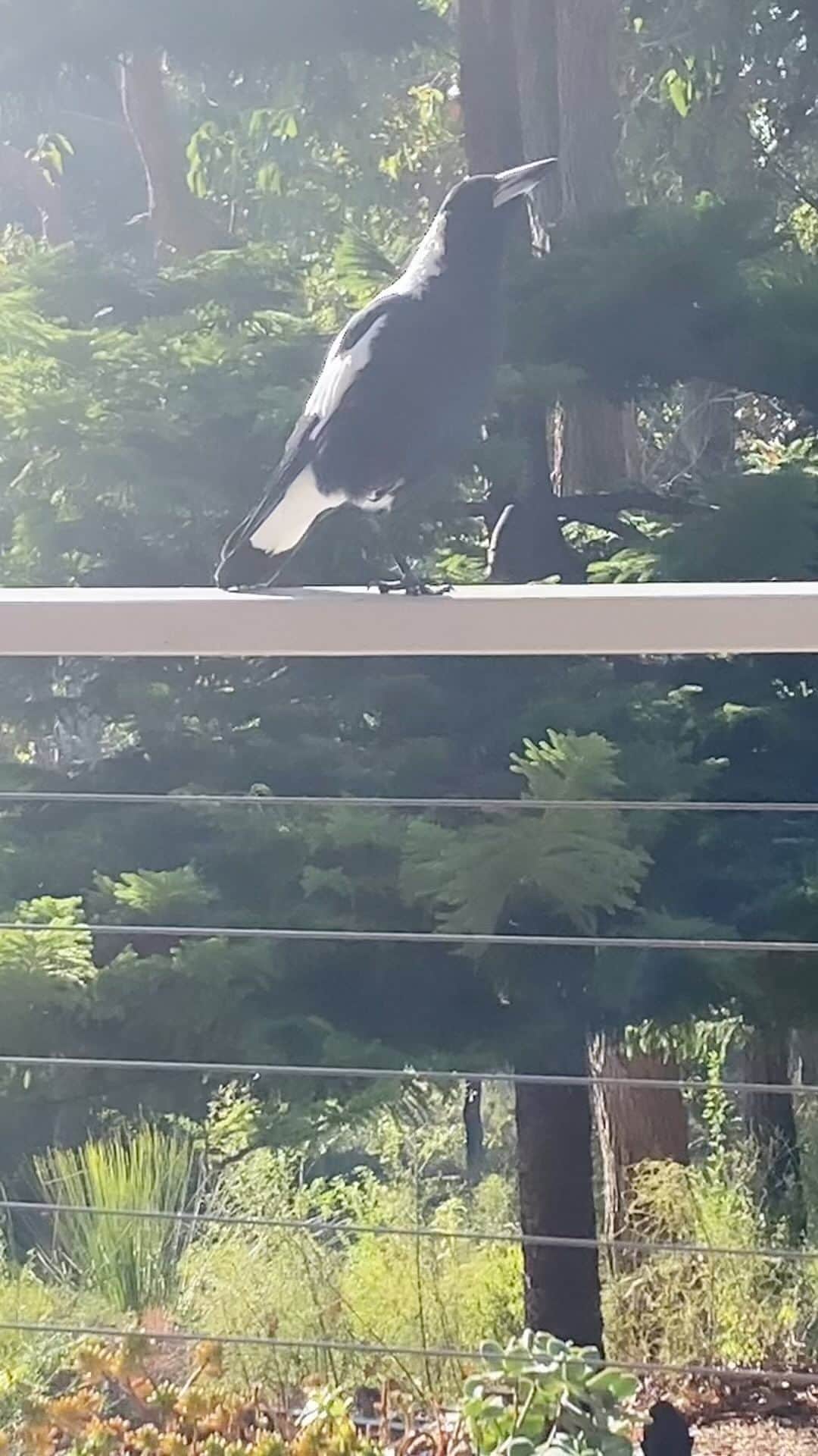 コートニー・コンローグのインスタグラム：「Just playing some jazz for me and the wildlife at Margaret’s reflecting with a Magpie」