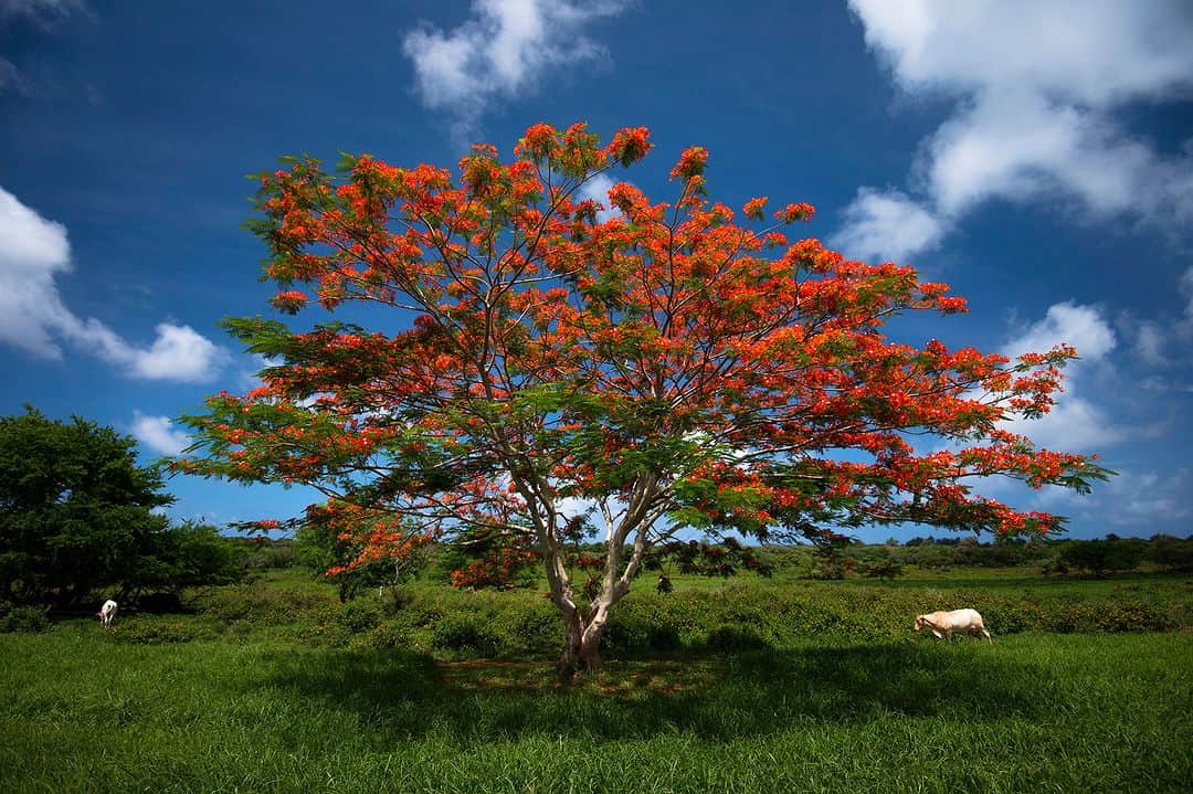 マリアナ政府観光局さんのインスタグラム写真 - (マリアナ政府観光局Instagram)「太陽の光を浴びて真っ赤に咲き誇るフレームツリーが今年も咲きはじめました。 　　　　　　　　　　　 フレームツリーはマリアナの国樹で、真っ赤な花と青空のコントラストは、マリアナを象徴する絶景のひとつ。 日本統治時代に数多く植樹されたと言われ、日本から移住した人々が桜に想いを馳せて「南洋桜」と呼んでいたそうです。 　　　　　　　　　　　 マリアナ旅行中に見かけたら、少しだけ足をとめてマリアナ版”お花見”を楽しんではいかが？ 　　　　　　　　　　　 ⏬マリアナ、30の宝もの。 #26 フレームツリー https://youtu.be/3OgLNW-U7Cc 　　　　　　　　　　　 　◤  　　サイパン直行便就航記念！ 　　サンキューセールで3万円お得にサイパン旅行！ 　　https://japan.mymarianas.com/news/13224/ 　　　　　　　　　　　　　　　　　　　　　　　　 ◢  ￣￣￣￣￣￣￣￣￣￣￣￣ @mymarianas_mva ではサイパン、テニアン、ロタの観光情報やキャンペーン情報を紹介しています。フォローして旅行準備に役立ててくださいね。　 　　　　　　　　　　　　　　　　　　　 2022/9/1 成田～サイパン 🏝 直行便就航 成田発　週3便（火・木・日） 　　　　　　　　　　　　　　　　　　　 ＿＿＿＿＿＿＿＿＿＿＿＿  #サイパン #テニアン #ロタ #マリアナ  #フレームツリー #自然 #お花見 #のどかな風景  #サイパン旅行 #マリアナ旅行 #海外旅行  #直行便で行くビーチリゾート #ビーチリゾート  #リゾート旅 #女子旅 #男子旅 #夏旅 #旅行計画  #saipan #tinian #rotailsnad #northernmarianaislands  #nature #island_life #awesome_earthpix」4月23日 11時00分 - mymarianas_mva