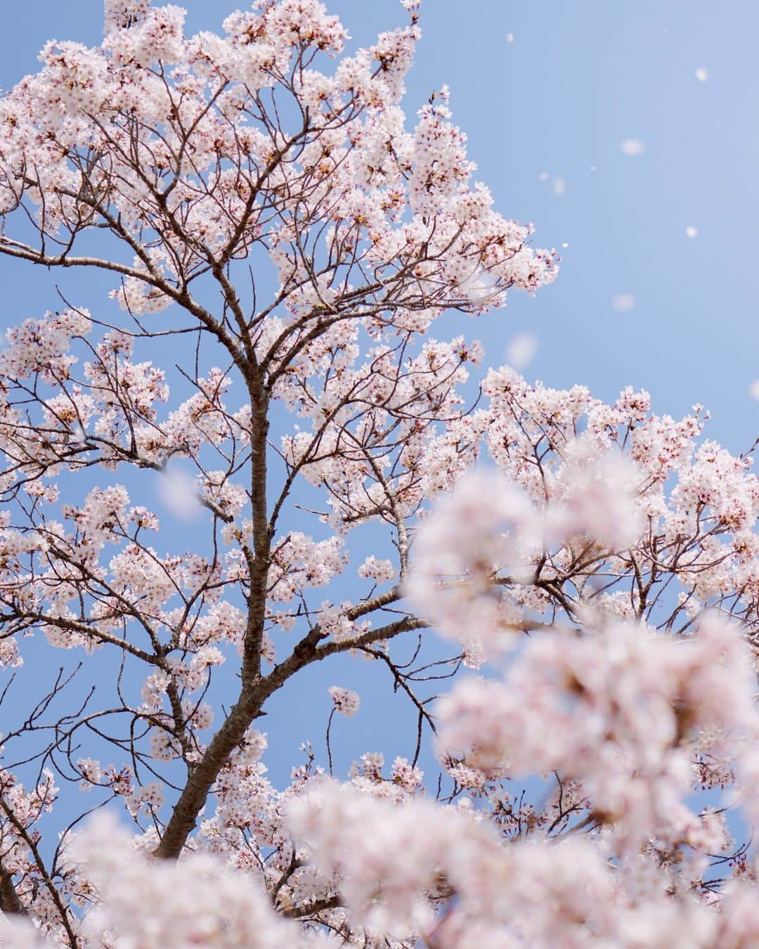 Suntory Whiskyのインスタグラム：「Each year, Japan partakes in the flower viewing custom known as “hanami” where family and loved ones get together and picnic under the trees in a humble celebration of nature and reflect on the transient nature of life. Have you ever celebrated hanami?⁣ ⁣ #SuntoryWhisky #HibikiWhisky #SuntoryTime」