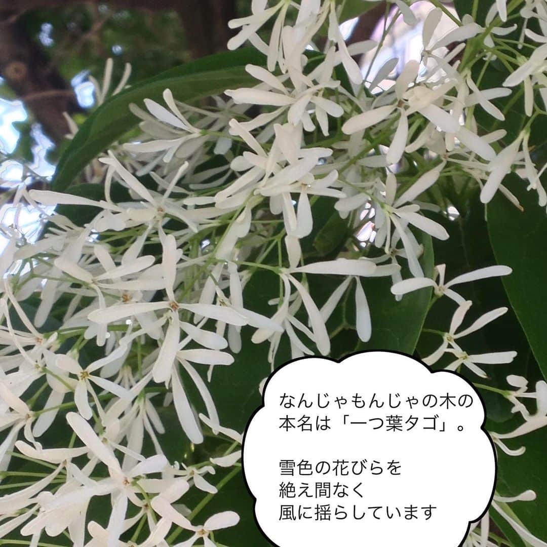 雑誌『花時間』さんのインスタグラム写真 - (雑誌『花時間』Instagram)「なんじゃもんじゃの木って知っていますか？  花時間（@hanajikan_magazine）です。  私がはじめて知ったのは、もう20年ほど前になります。  いまの家に引っ越したばかりの頃。近所のお花屋さんのおばあちゃまに教えてもらったんです。  はじめて目にした、花の咲いたなんじゃもんじゃの木は、もくもくと湧き上がる入道雲のようで、ひたすら驚き、幸せな気持ちになったのをいまでも覚えています。  なんじゃもんじゃの木。  名前の由来は、水戸黄門さまが、あの木は何の木かと尋ねたことが由来などと諸説ありますが…  この別名をもつ木には、ほかにクスノキやニレ、ボダイジュなどもあり、「これ、なんていう木なのかな？」と見慣れない木についてそう言っているうちに、ついたあだ名のようです。  それはさておき、雪色の花を咲かせるなんじゃもんじゃは、とってもきれいですよ。  新緑の季節は風の季節。  かたときも揺れを止めず、風と遊ぶ白い花。  岐阜県には、天然記念物に指定される巨木もあるそうです。  庭木としても苗が売られているようなので、気になる方は園芸店さんにお尋ねくださいね。  本日も元気smile😊😊😊で、よい休日をお過ごしください。 byピーターパン  【花時間ニュース】 💜『花時間』から、花の定期便がスタートしました🥰　世界でここだけのバラと旬花が届く嬉しいサービスです💕  💜『花時間2023秋冬』〈春夏秋冬。季節のリース〉大好評発売中！  💜2023年『花時間』カレンダー絶賛発売中！  💜『花と短歌でめぐる 二十四節気 花のこよみ』大好評発売中  すべて @hanajikan_magazine のプロフィールのリンクから飛べます✈️  『花時間』本誌や書籍は全国の書店、ネット書店でも発売中✨  #花時間 #花散歩 #なんじゃもんじゃ  #なんじゃもんじゃの木  #ヒトツバタゴ  #花が好き #花が好きな人と繋がりたい #初夏の花  #花屋さんへ行こう」4月23日 11時32分 - hanajikan_magazine