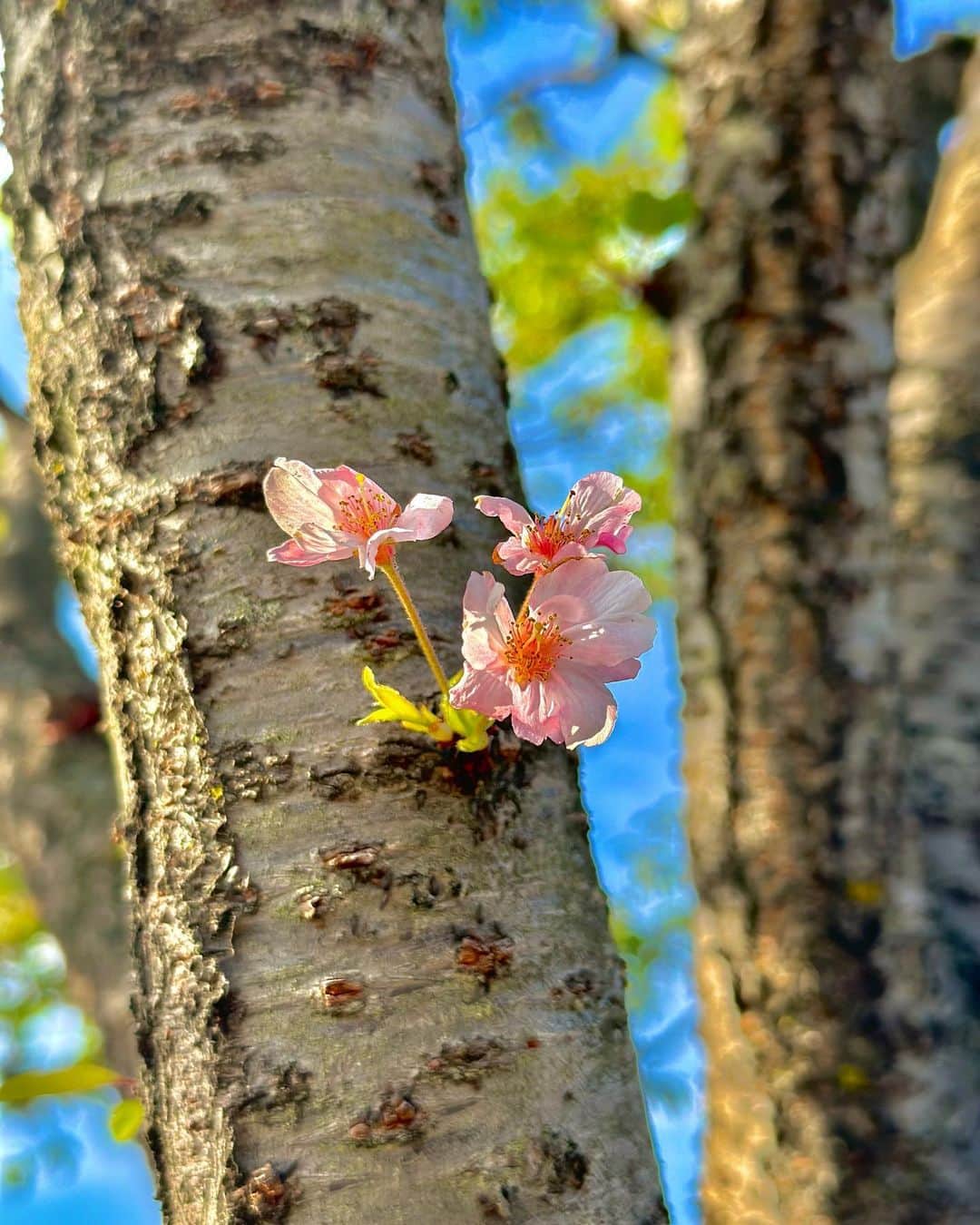 小池里奈さんのインスタグラム写真 - (小池里奈Instagram)「思川桜🌸  小山駅西口の祇園城通りに私の桜があります。お天気が良かったので写真撮ってみました🌞  桜の季節は終わっちゃったなぁなんて思いながら写真を撮ろうとしたら少しだけ桜が残ってくれていました😳🌸  待っててくれたのかな🥹?笑  皆様もよかったら私の桜見てやってください💓 小山で元気に育っております🌸  #栃木県  #小山市 #桜  #思川桜」4月23日 12時11分 - koike_rina_93
