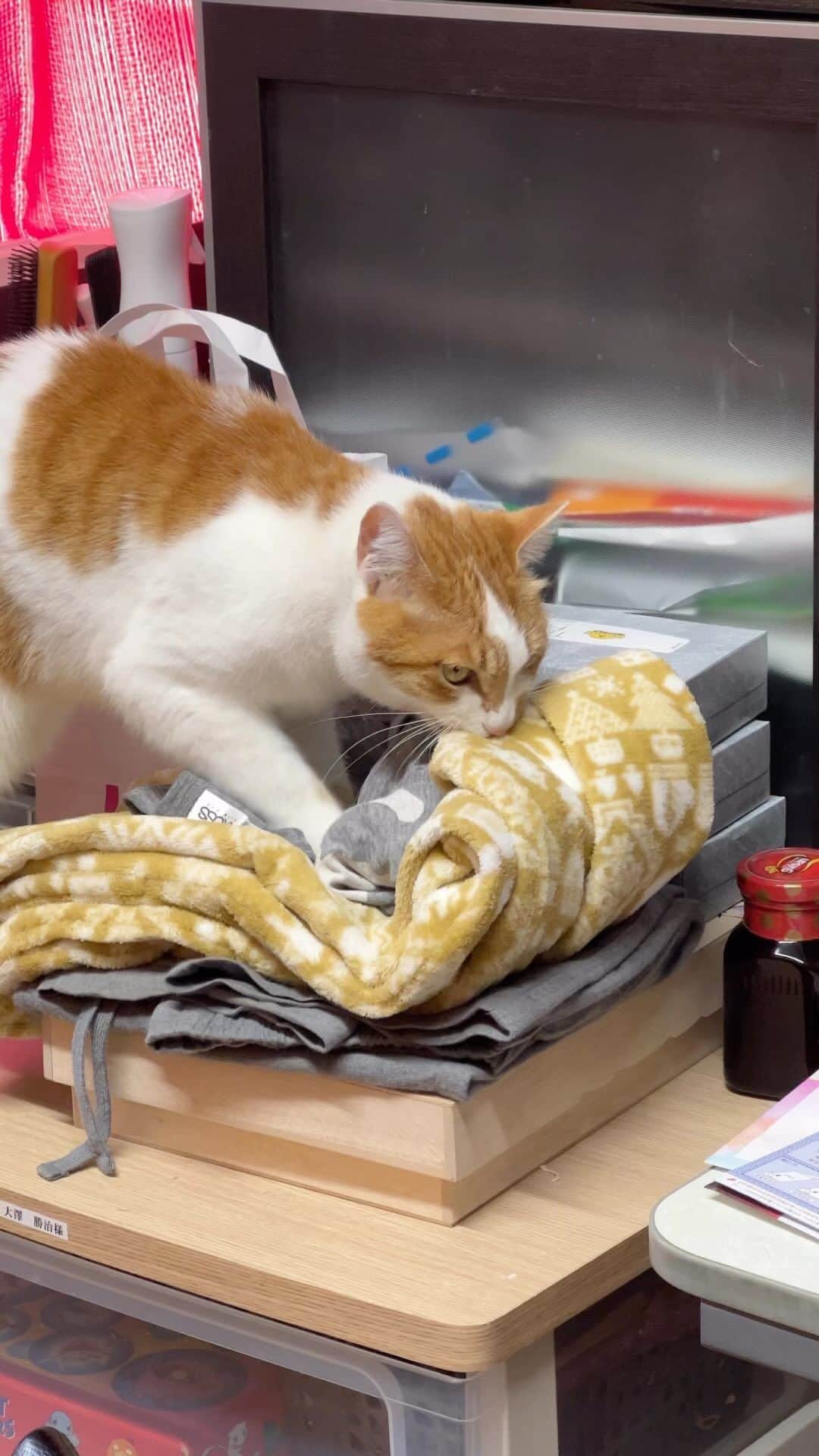 のインスタグラム：「おいちゃんは今日も朝から忙しい｡  #うちの猫ら #猫 #ねこ #oinari #ニャンスタグラム #にゃんすたぐらむ #ねこのきもち #cat #ネコ #catstagram #ネコ部 http://kachimo.exblog.jp」