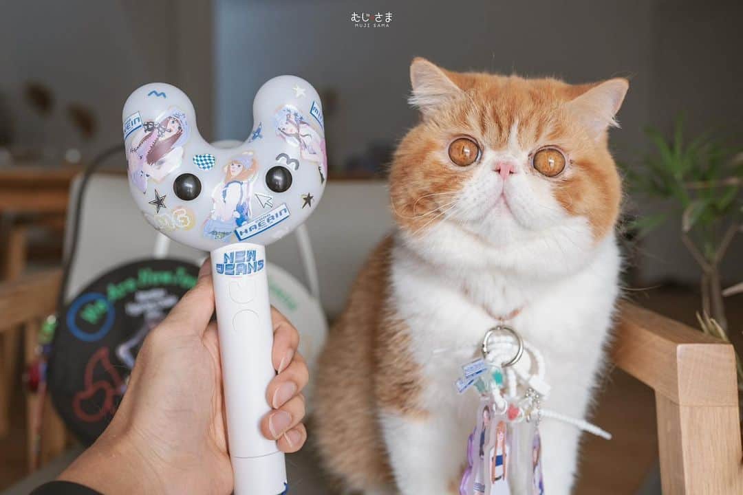 むじさまのインスタグラム：「Binky cat with binky bong @newjeans #newjeans #binkybong #haerin」