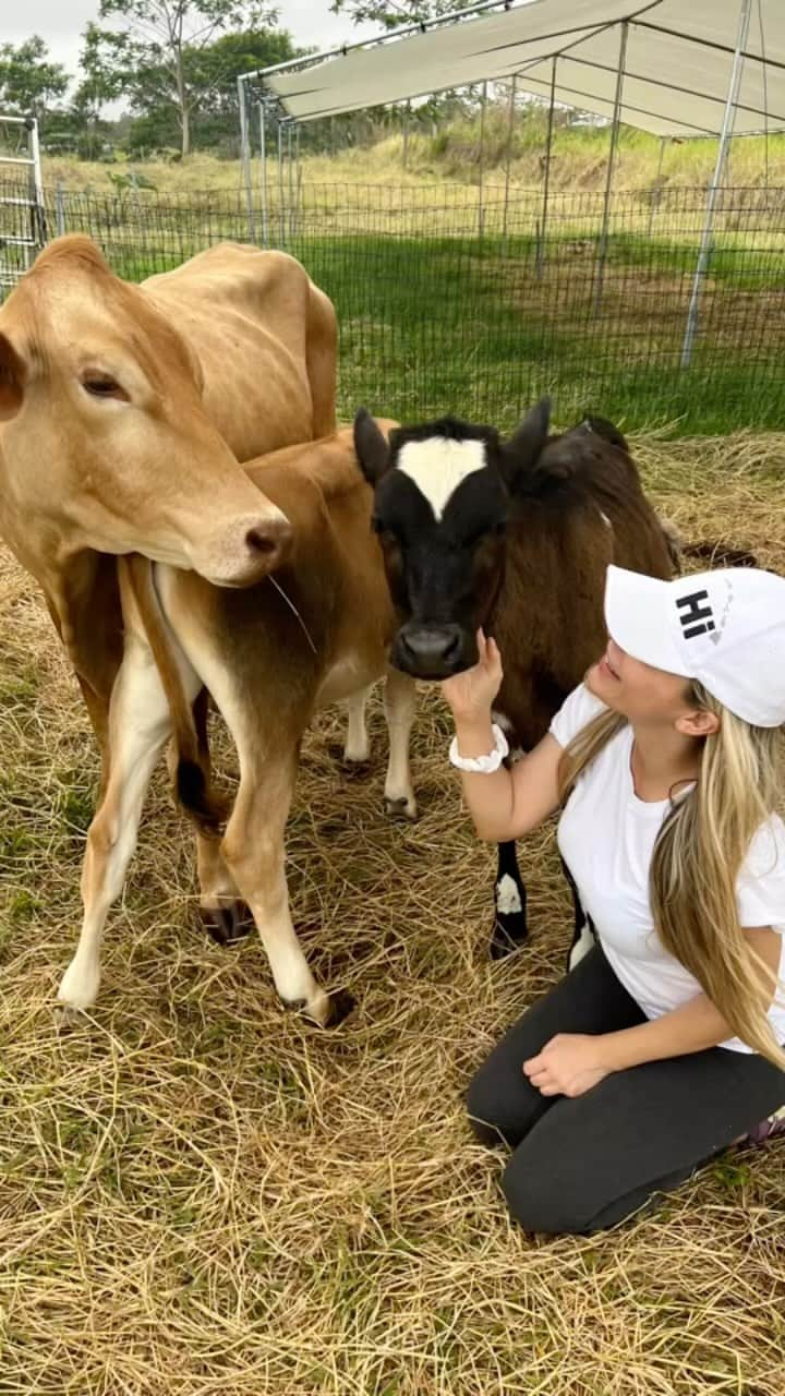 クリスタル・ハリスのインスタグラム：「A beautiful day in Hawaii. Thank you for introducing us to some of your baby cows James! 🐮 #hawaii #hawaiilife」