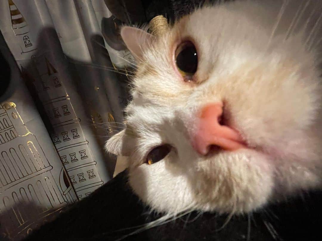 にゃんすくんのインスタグラム：「近すぎたか。  #広角🐽  #cat #猫 #動物 #happy #funny #american #アメショ #ピクネコ #ペコねこ部 #catlover #instacat #ニャンスタ #にゃんすたぐらむ #pet #animal #面白い #癒し #猫部」