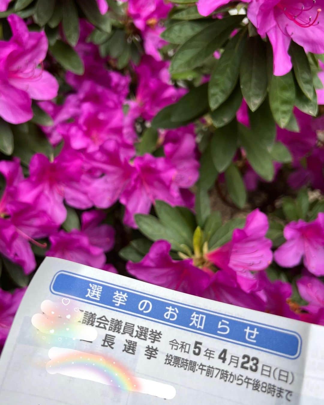 川田御早希さんのインスタグラム写真 - (川田御早希Instagram)「選挙投票の帰り道、図書館に寄ったり地元の花々に癒されました☆ 地元の小学生が植えたチューリップも少し見られました♡  #選挙投票日  #地元のお花  #2023統一地方選挙」4月23日 13時59分 - misaki_kawada