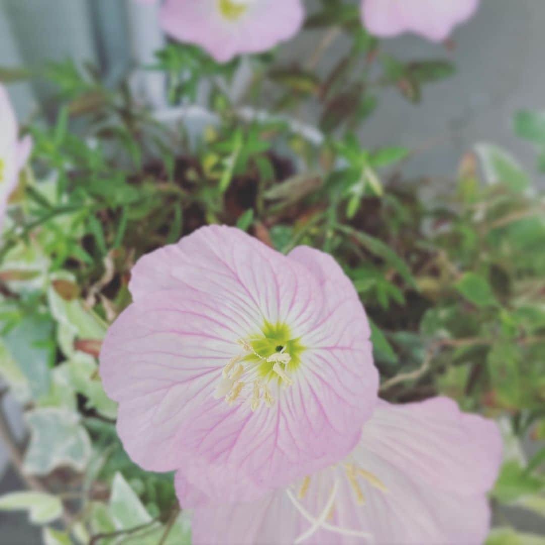 新居昭乃さんのインスタグラム写真 - (新居昭乃Instagram)「投票してきました。  ツキミソウ、みんなおひさまのほうを向いて咲いています。」4月23日 14時21分 - akinoarai