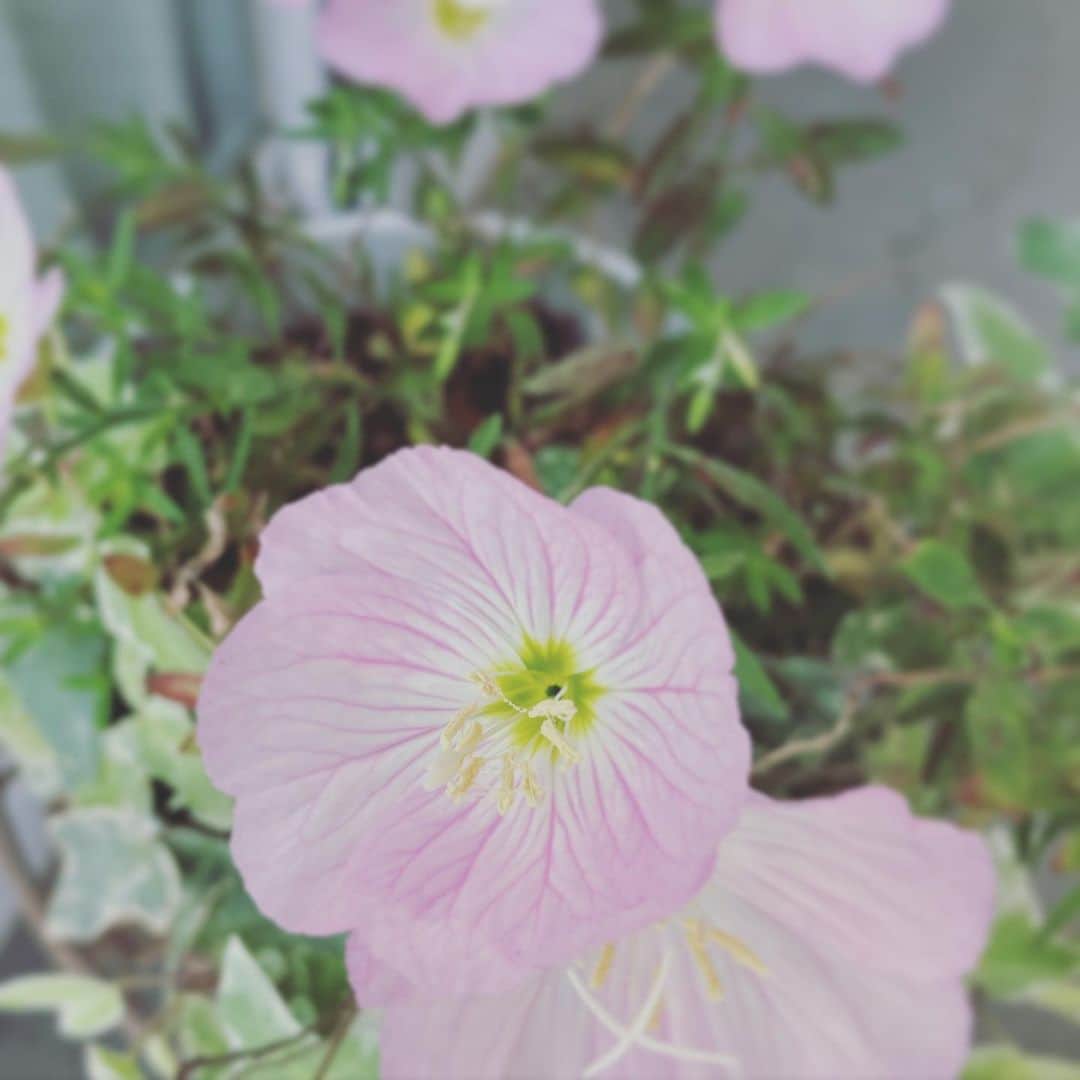 新居昭乃のインスタグラム：「投票してきました。  ツキミソウ、みんなおひさまのほうを向いて咲いています。」