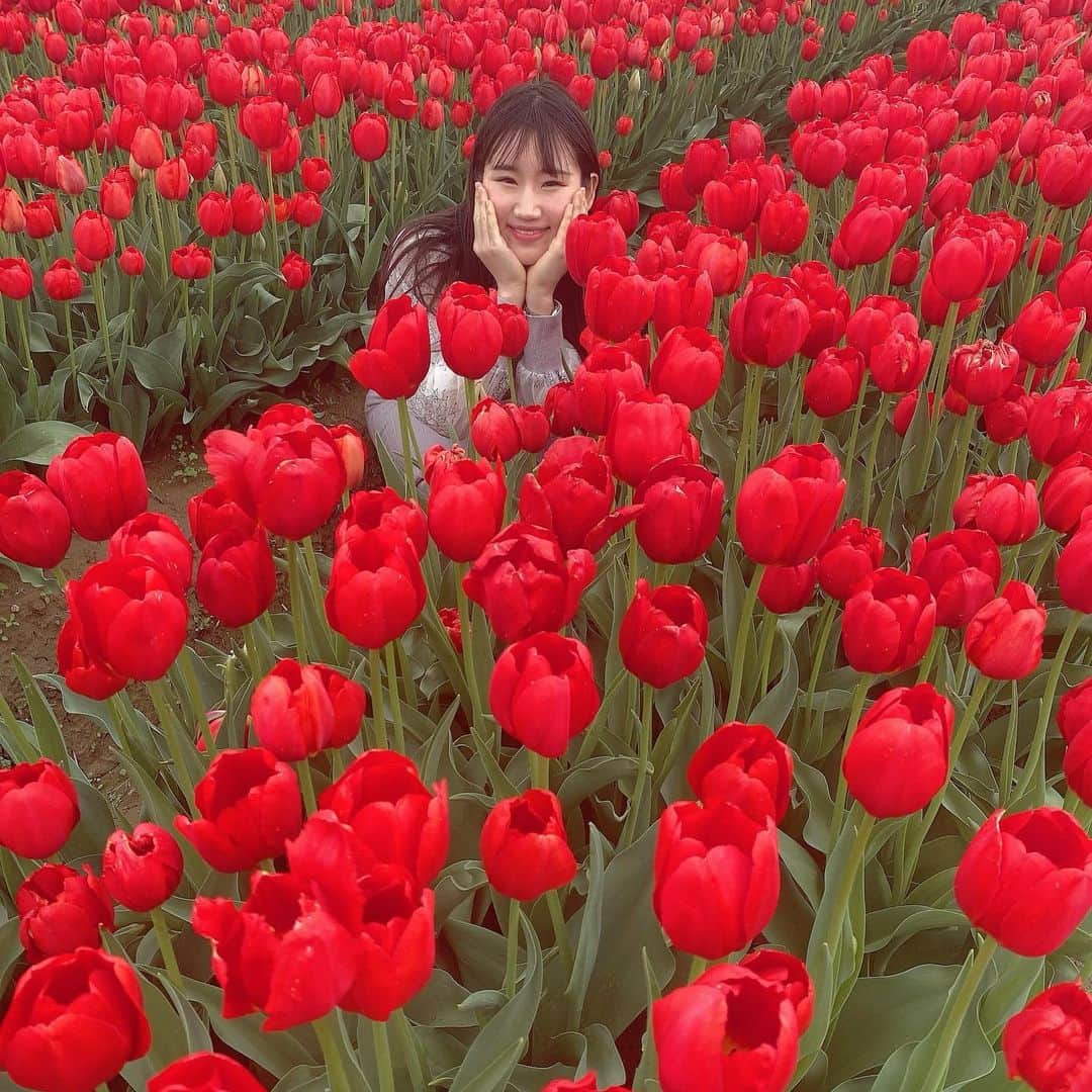 横山天音さんのインスタグラム写真 - (横山天音Instagram)「いいですか皆さん。  行った先のチューリップ畑が 終わってることもあるんです。  人生はチャンスとタイミング。  #ピンクと赤残っててよかたー  #五泉市チューリップまつり#チューリップ#チューリップ畑 #お花畑 #新潟#五泉#flowers #japan  #love#instagood#photooftheday#photography#happy #follow#like4like#travel #instagram」4月23日 14時45分 - amagon5546