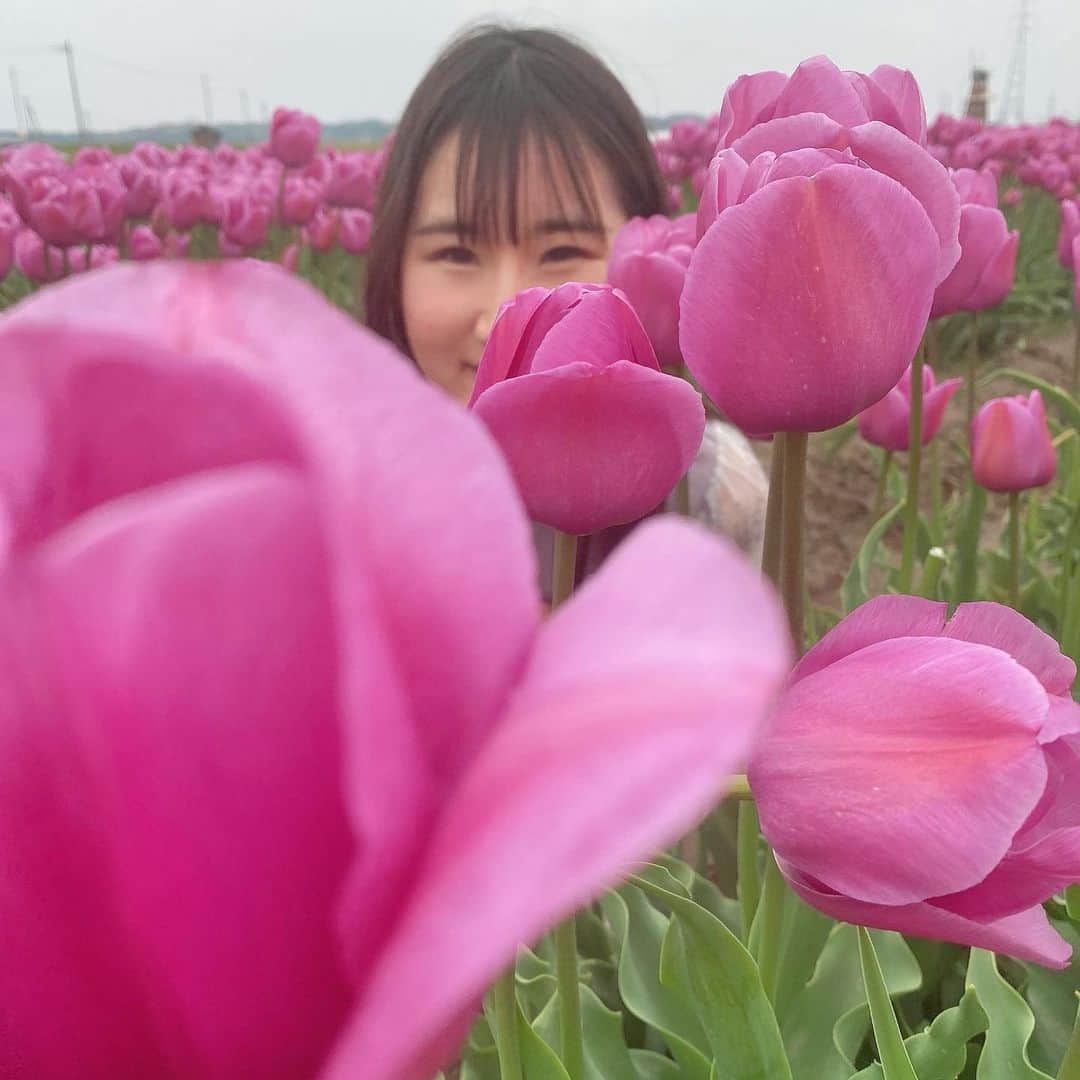 横山天音さんのインスタグラム写真 - (横山天音Instagram)「いいですか皆さん。  行った先のチューリップ畑が 終わってることもあるんです。  人生はチャンスとタイミング。  #ピンクと赤残っててよかたー  #五泉市チューリップまつり#チューリップ#チューリップ畑 #お花畑 #新潟#五泉#flowers #japan  #love#instagood#photooftheday#photography#happy #follow#like4like#travel #instagram」4月23日 14時45分 - amagon5546