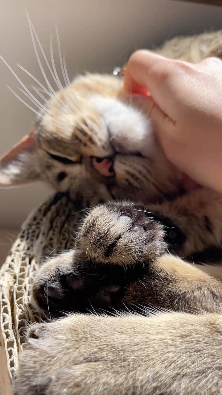 新倉瞳のインスタグラム：「Love you nyan nyan nyan nyan nyan 🐱  歌が  らぶゆー にゃんにゃんにゃんにゃんにゃんにゃん  って聴こえる😽  ♪Nakamarra(feat Q-Tip)/Hiatus Kaiyote」