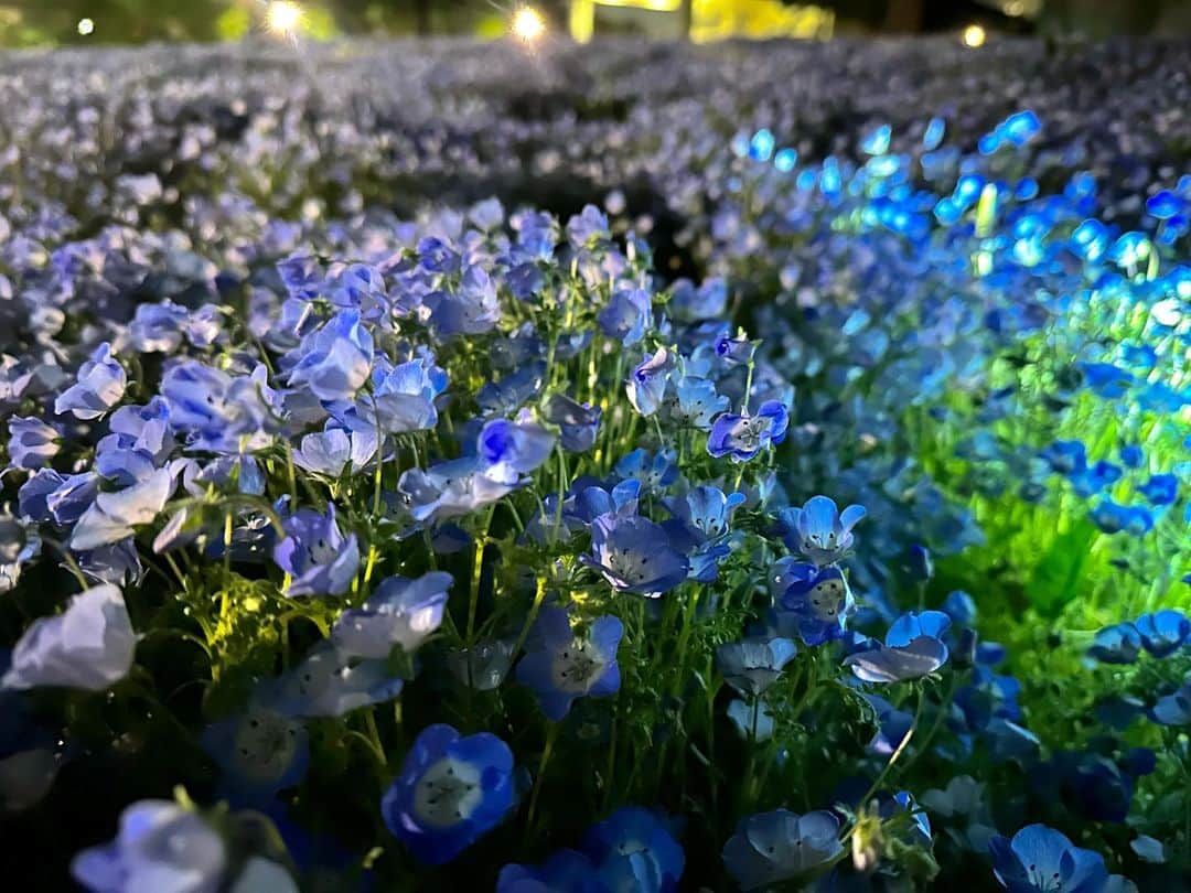 自見彩のインスタグラム：「🦋💙 . . 夜見る花も綺麗だった~🏃‍♂️」