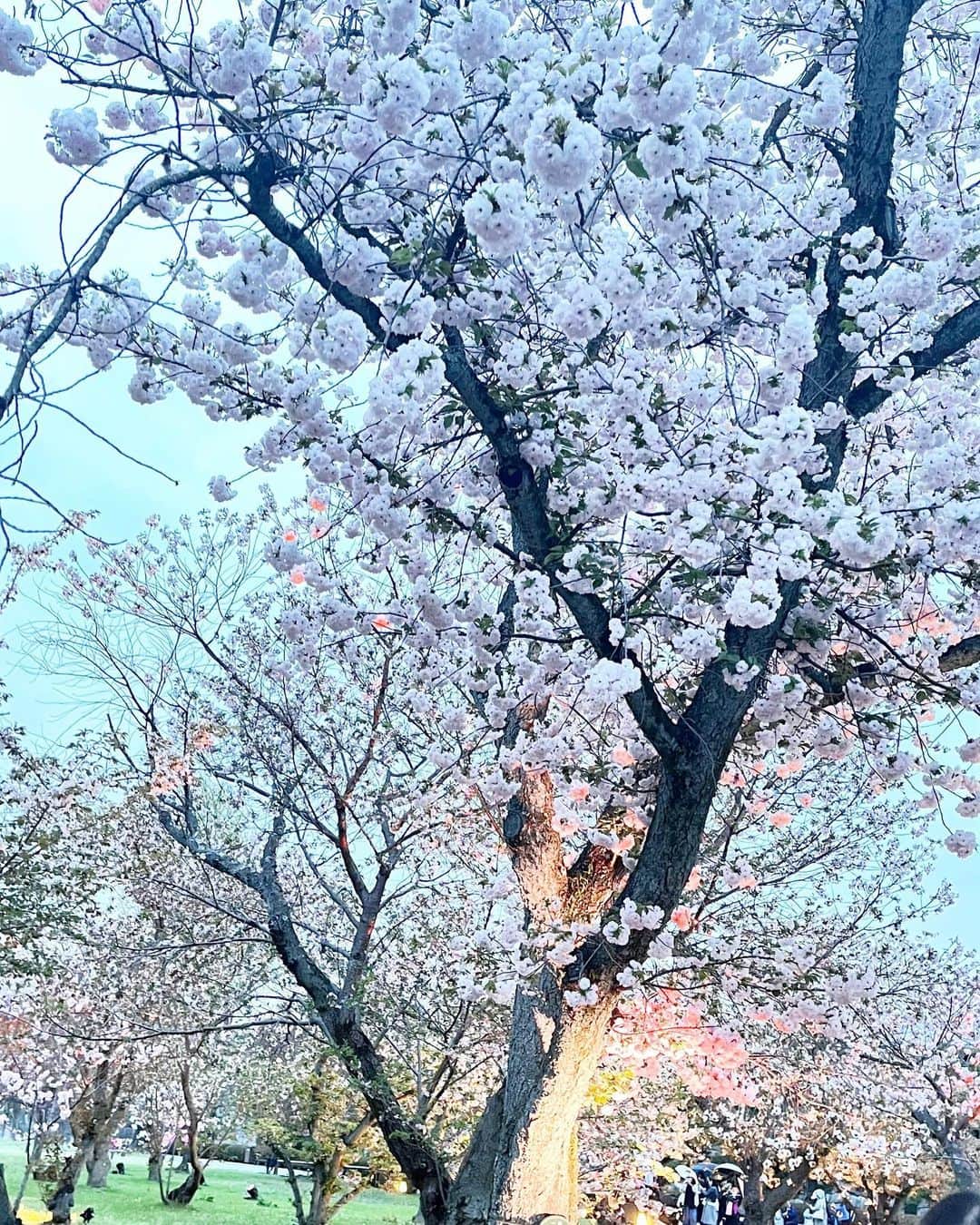 愛沢わかなさんのインスタグラム写真 - (愛沢わかなInstagram)「🧳 . . お母さんへ旅行をプレゼント🪽🩷 . 清水寺と二条城で桜見物はしご🌸 京都水族館のオオサンショウウオかわいすぎた…🦭 . お母さんが喜んでくれたのがなによりうれしかった☺️🩷✨𝑩𝑰𝑮 𝑳𝑶𝑽𝑬______ . .」4月23日 14時47分 - mn0035