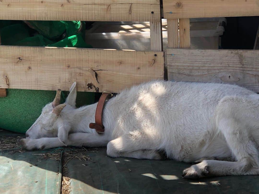 ティ・カトウさんのインスタグラム写真 - (ティ・カトウInstagram)「暑い。 日陰を求めてヤギ小屋へ避難。 先客が寝ているので、静かに休憩して。」4月23日 14時51分 - tea_kato